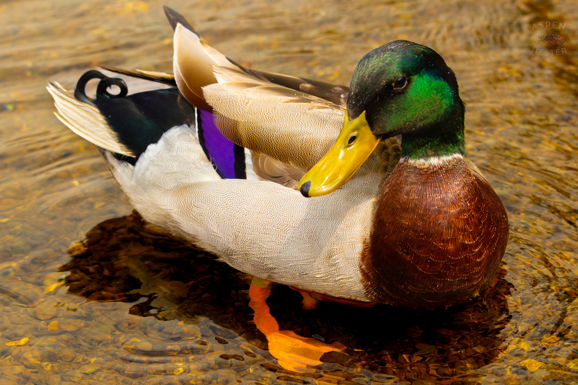A Male Mallard Preens in The Shallows of Middle Fork Beargrass Creek Where It Runs Through Brown Park. April 14th, 2025/Aspen Hester