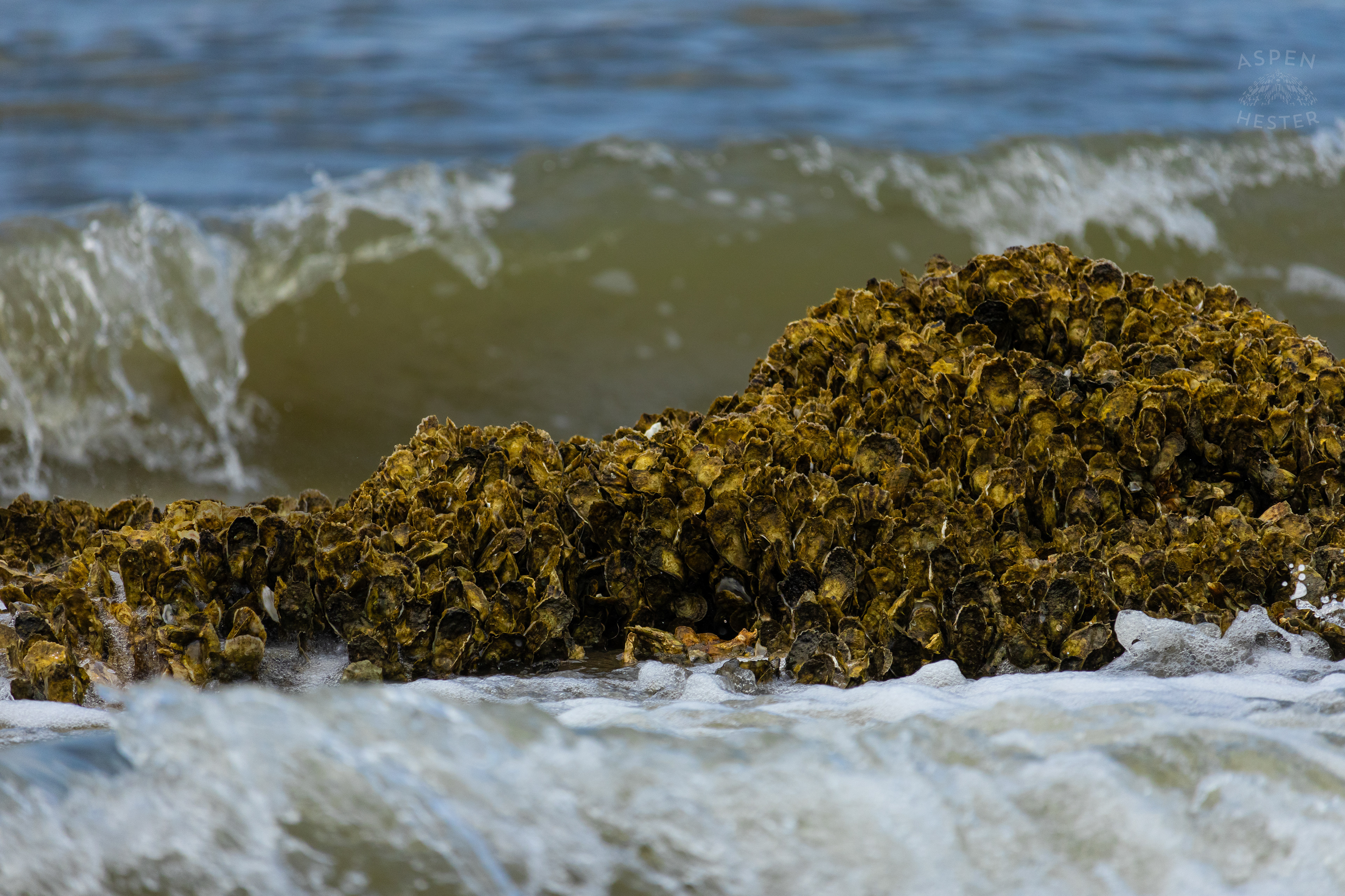 Oyster Reef Poking Through Low Tide On Tybee Island Georgia. June 24th, 2024/Aspen Hester