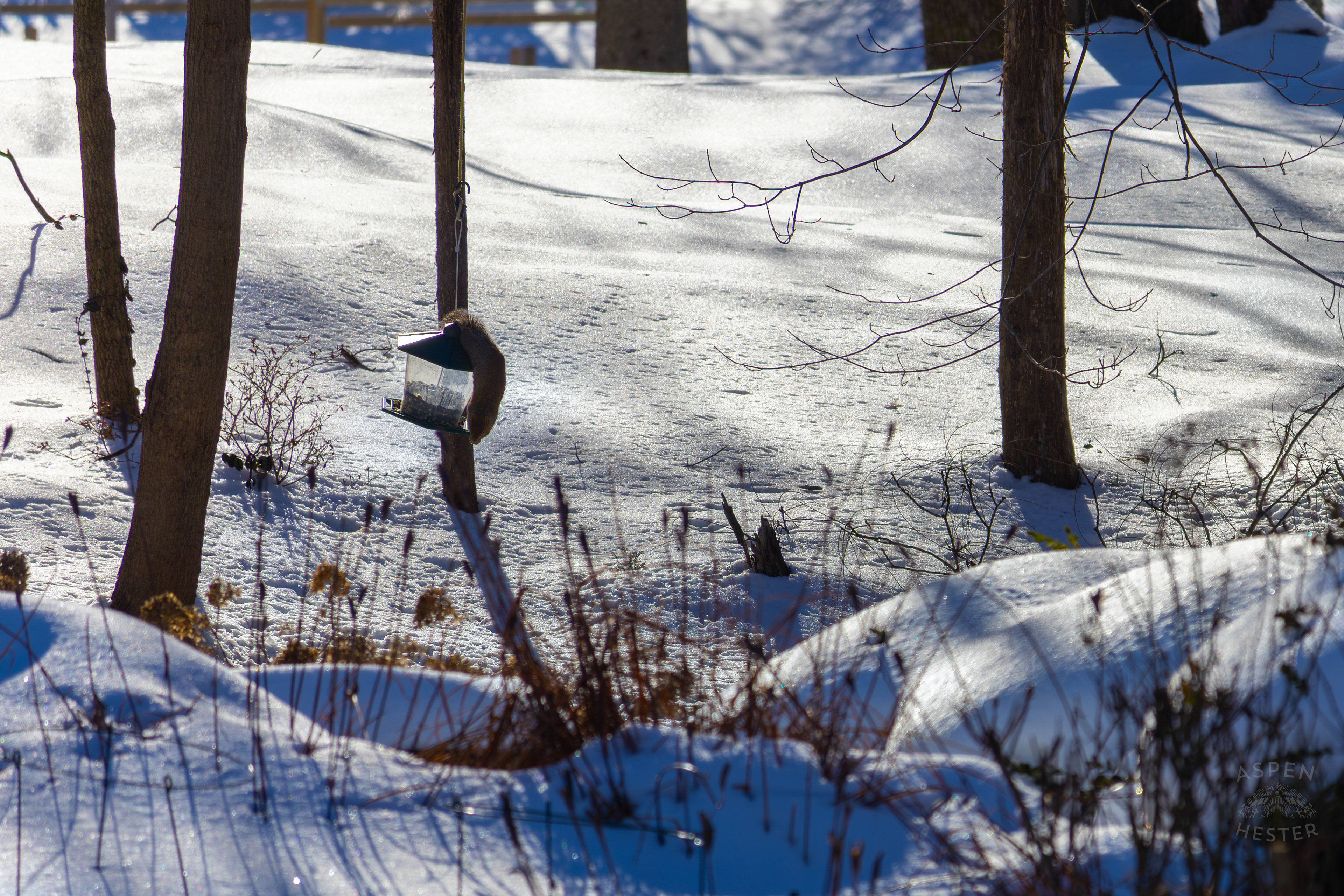 A Squirrel Swinging from A Bird Feeder Surrounded by The Snowy Landscape of my Backyard. January 13th, 2025/Aspen Hester