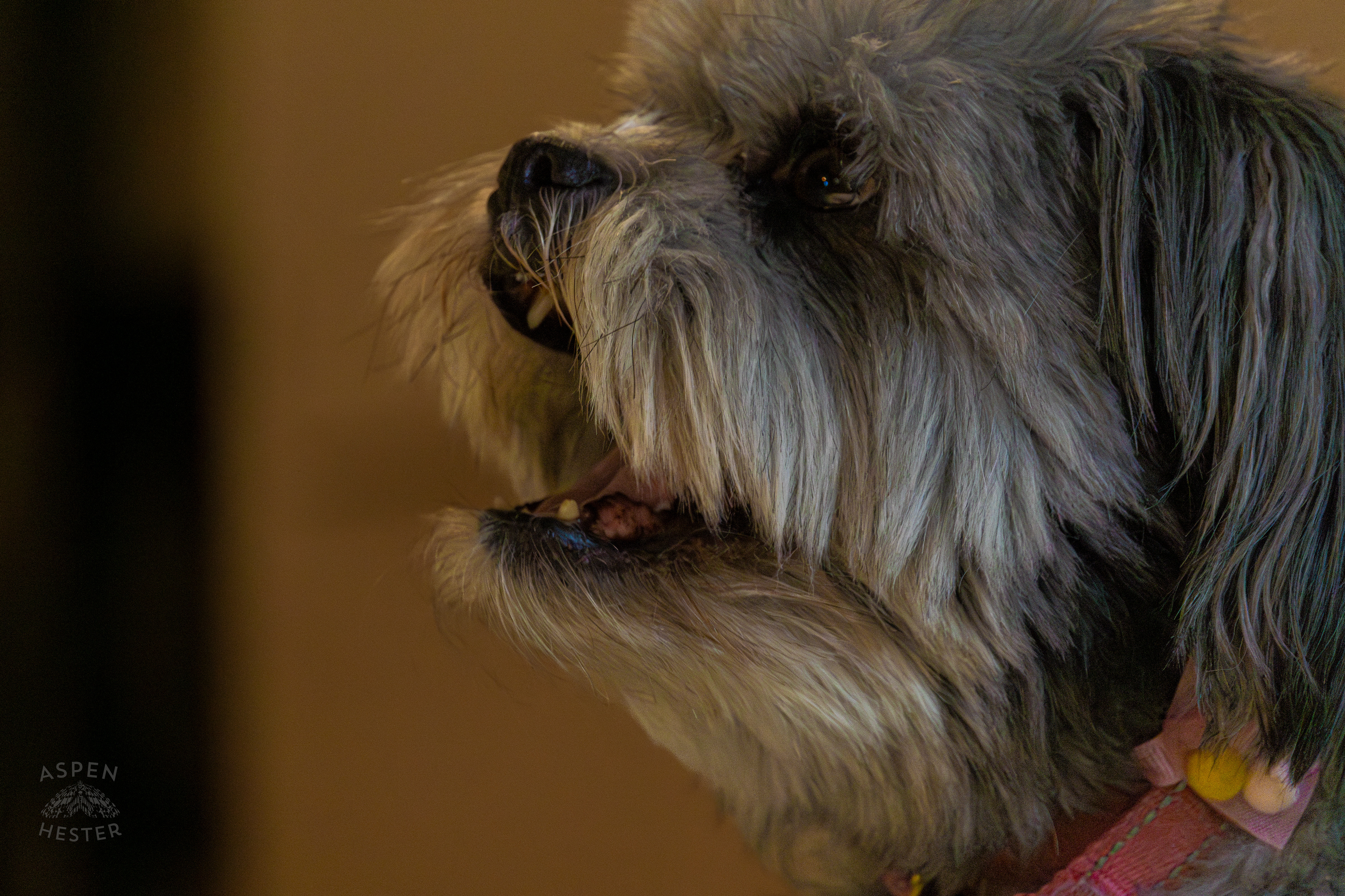 My Girl Mabel Yawning. November 11th, 2024/Aspen Hester