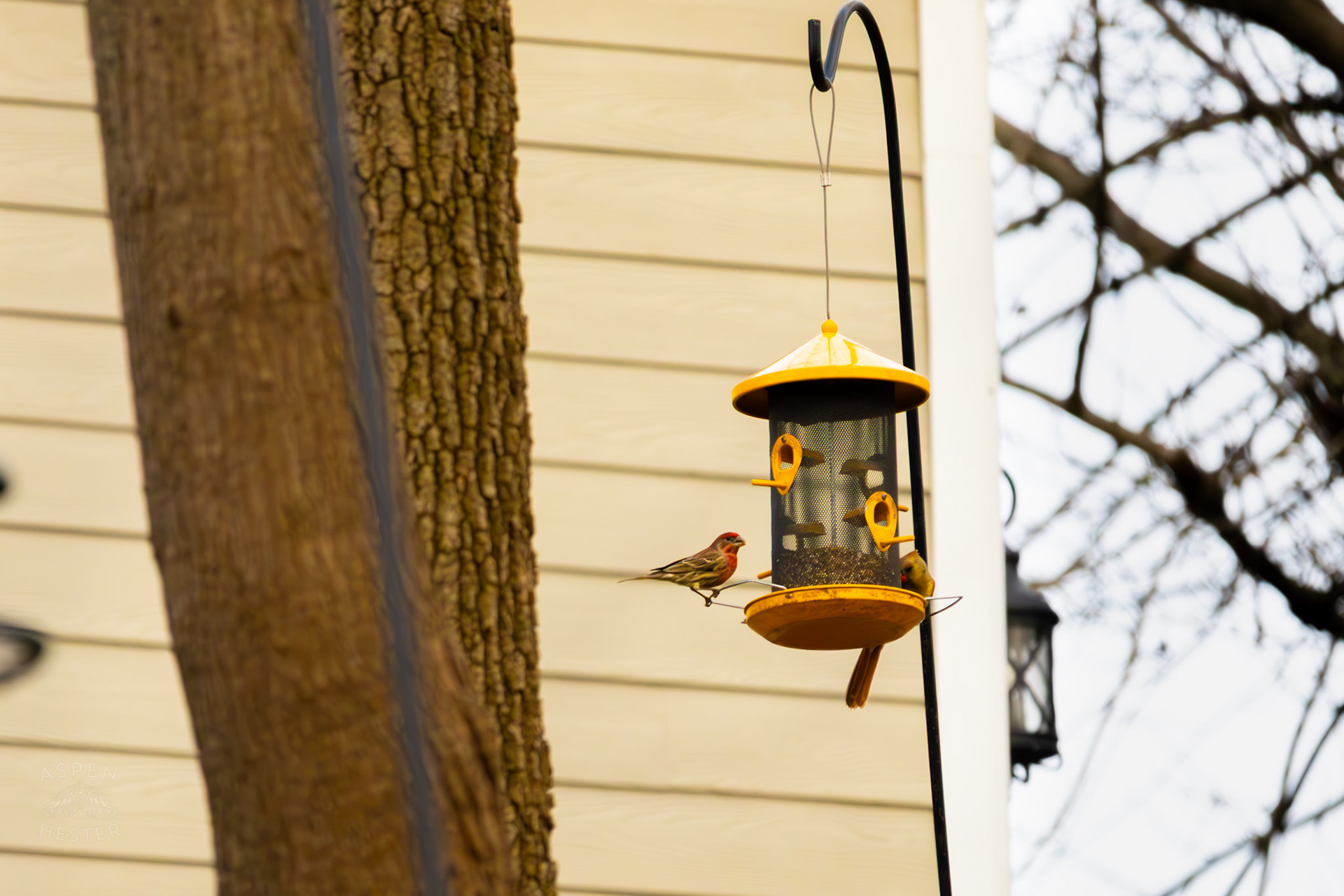 A Female Cardinal and A House Sparrow Eat From A Birdfeeder in My Neighbor's Yard. March 29th, 2026/Aspen Hester