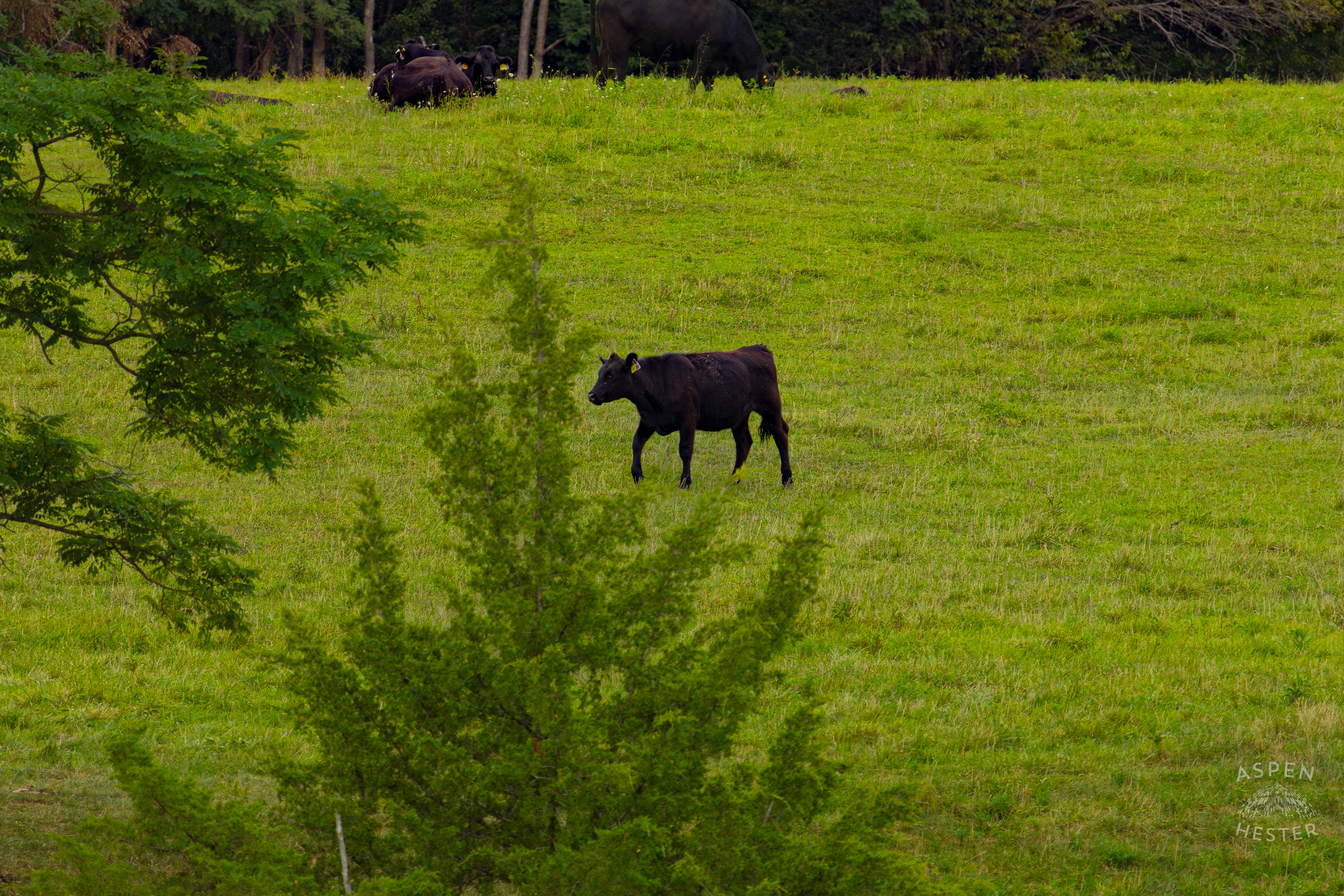 A Cow Grazing on the Shore of Reformatory Lake. August 12th, 2024/Aspen Hester