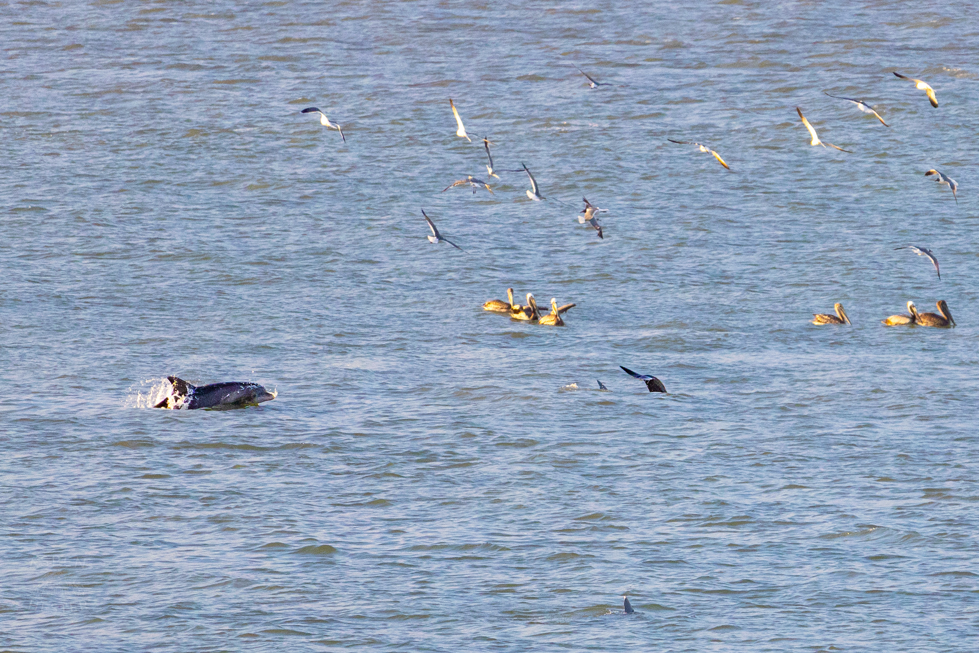 Bottlenosed Atlantic Dolphins Splash Off The Coast of Tybee Island Georgia. June 23rd, 2024/Aspen Hester
