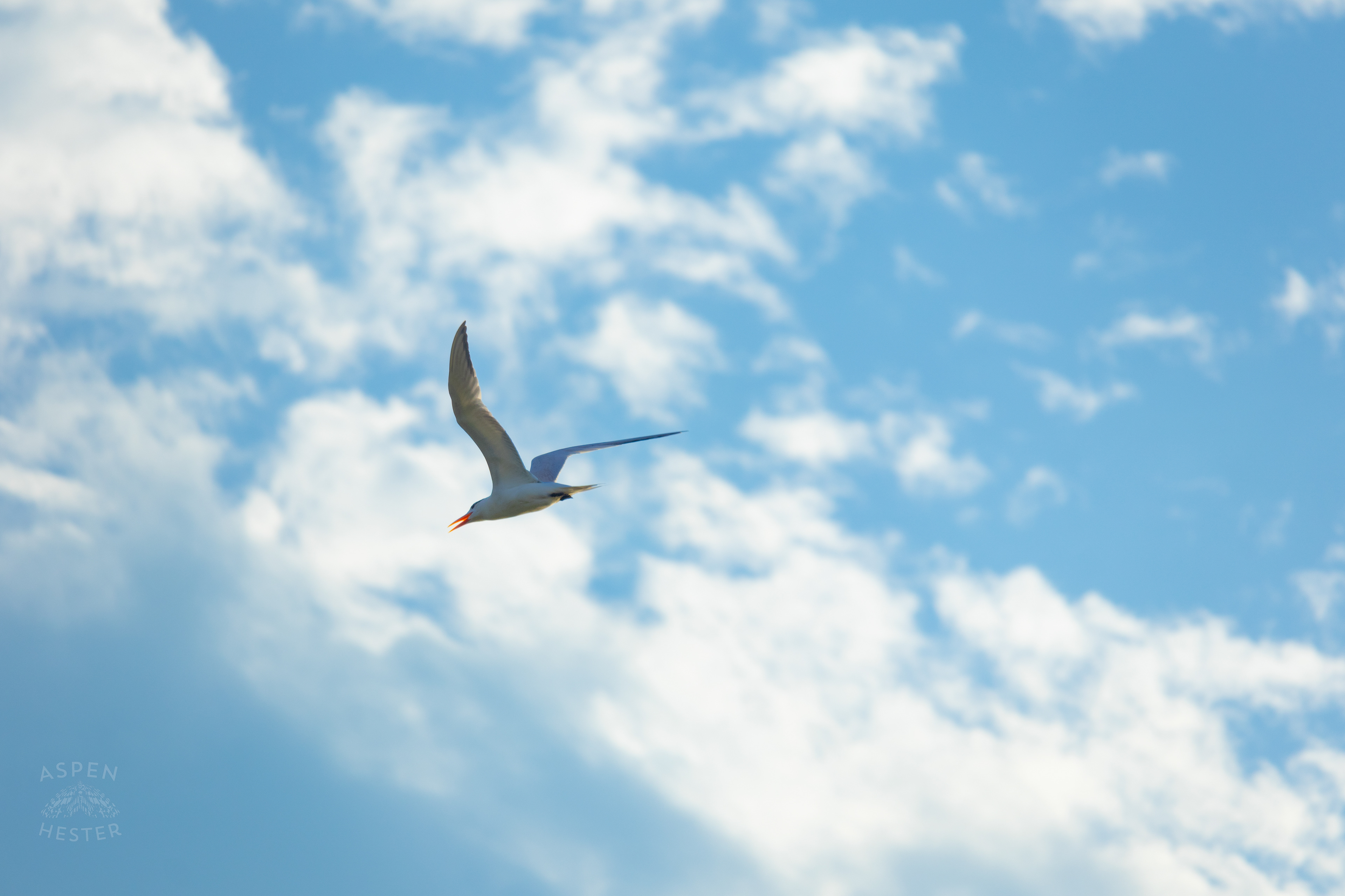 Seagull Flying Over Tybee Island Georgia. June 23rd, 2024/Aspen Hester