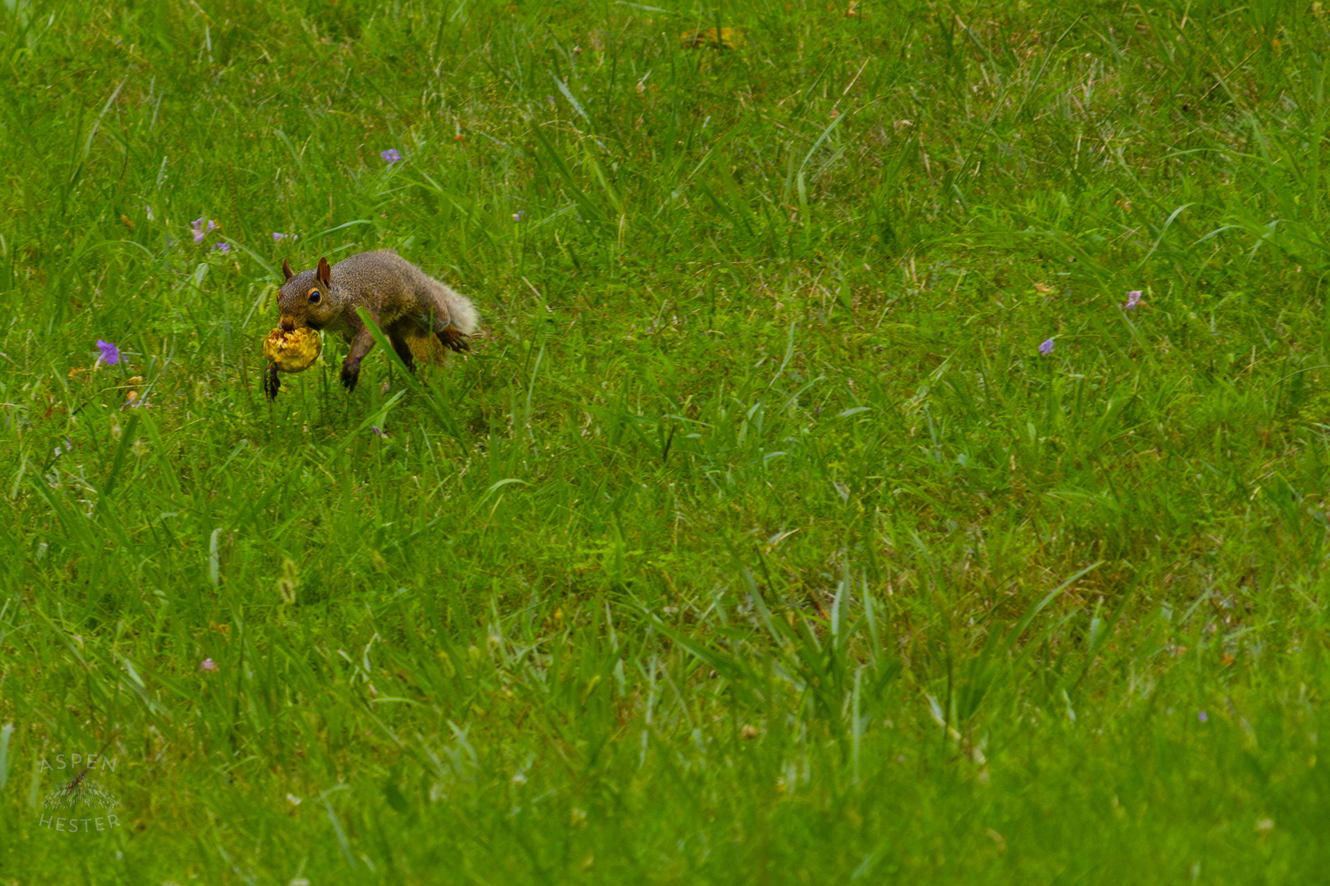 A Squirrel with A Crabapple Runs Through Wendell Moore Park. August 12th, 2024/Aspen Hester