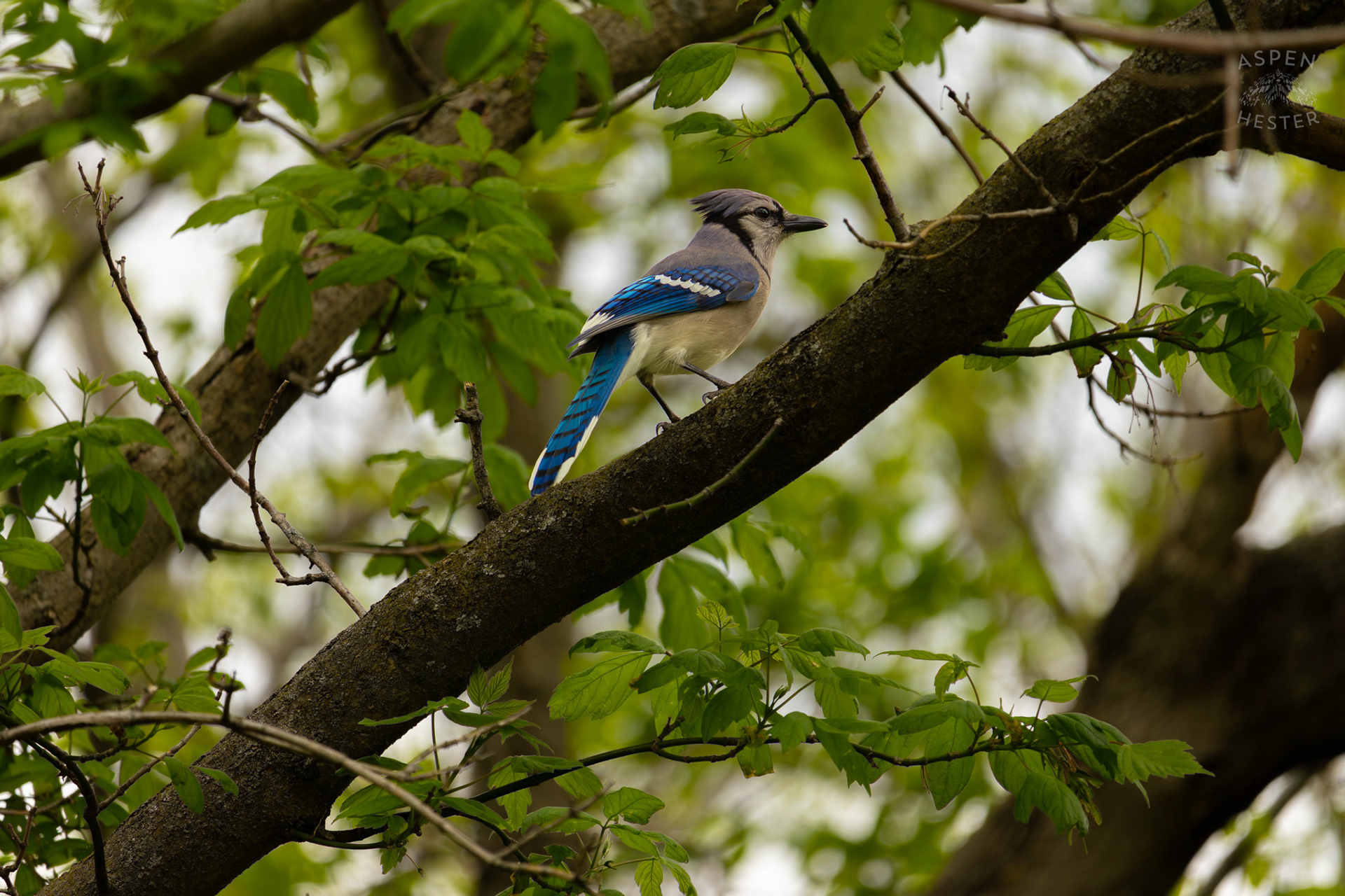 A Blue Jay Rests in The Trees of Brown Park. April 14th, 2025/Aspen Hester 