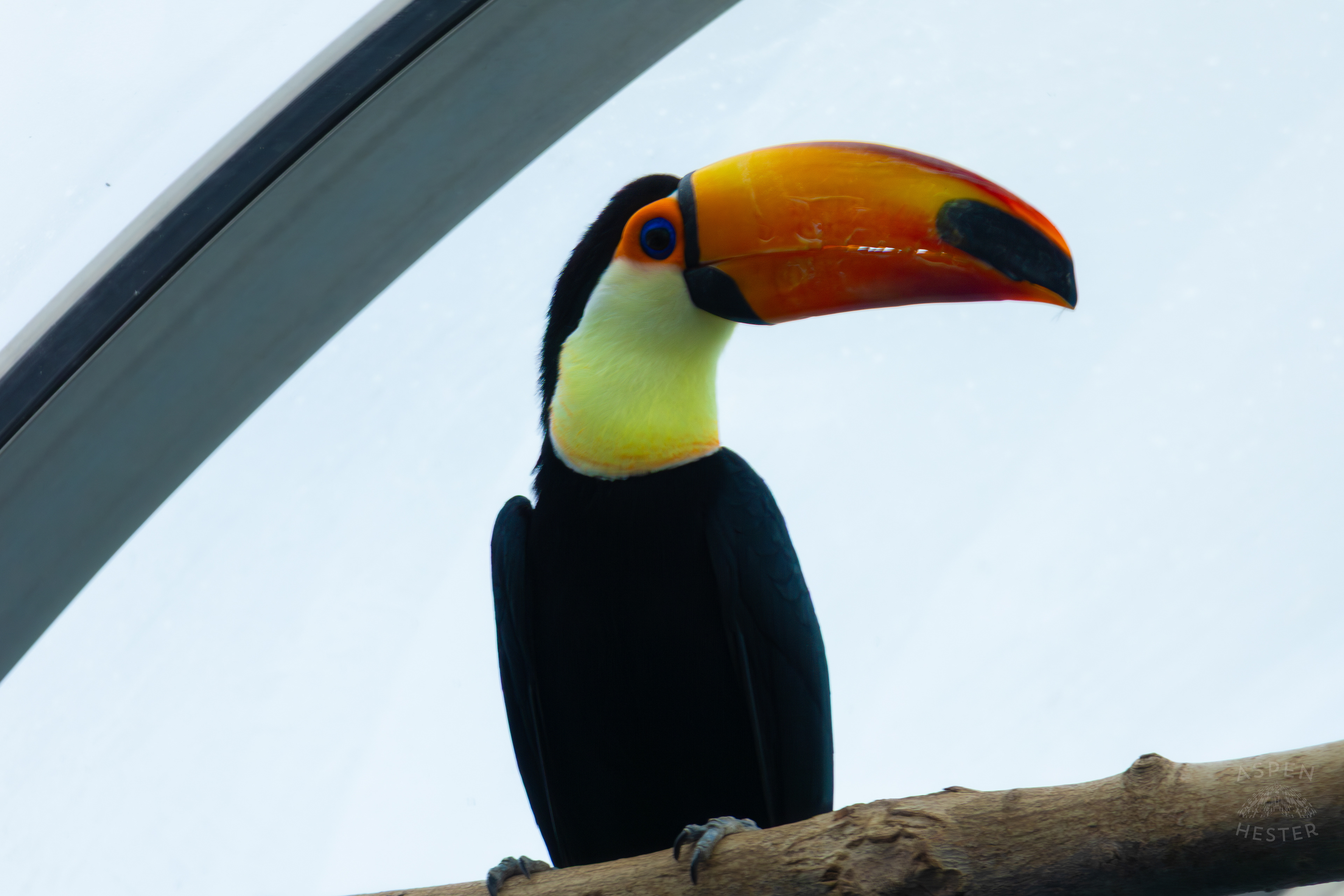 Toucan Perches High Up Inside The National Aviary in Pittsburgh Pennsylvania. February 26th, 2025/Aspen Hester