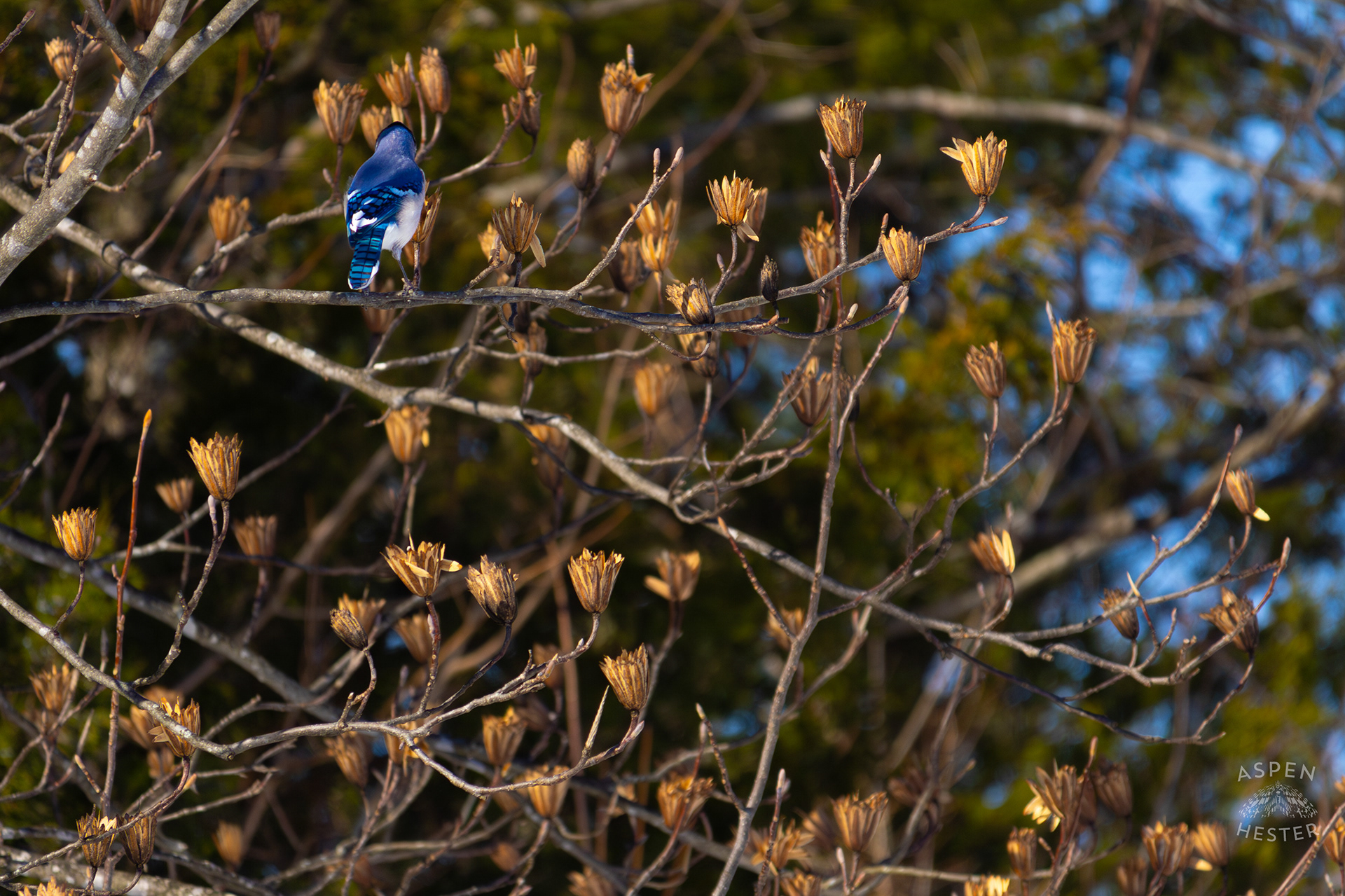 A Blue Jay Rests in A Tulip Tree in The Snowy Landscape of my Backyard. January 13th, 2025/Aspen Hester