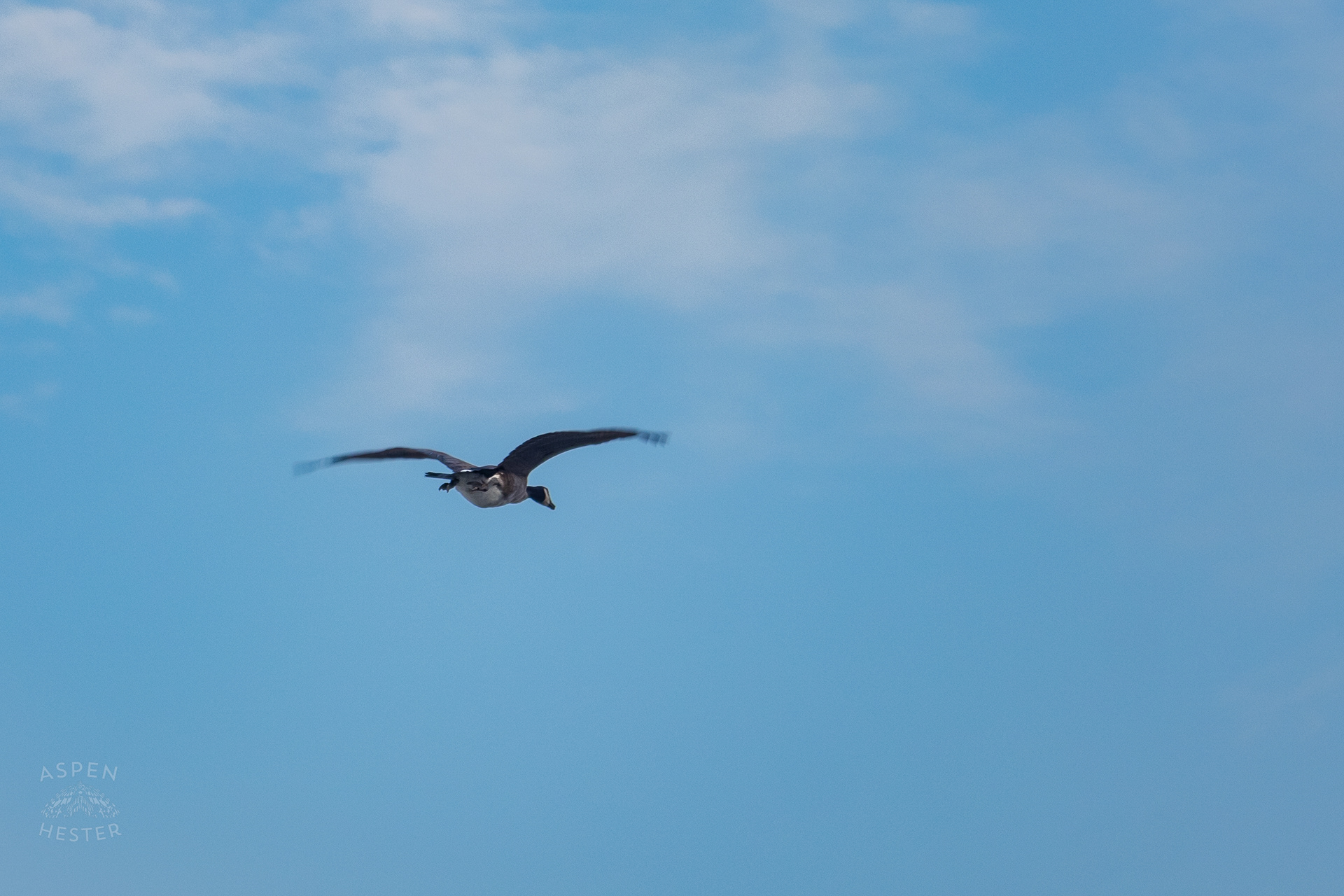 A Goose Flies Over the Scene Where A Man Shot Himself in The Head During A Police Stop Outside Mall St. Matthews. July 27th, 2024/Aspen Hester