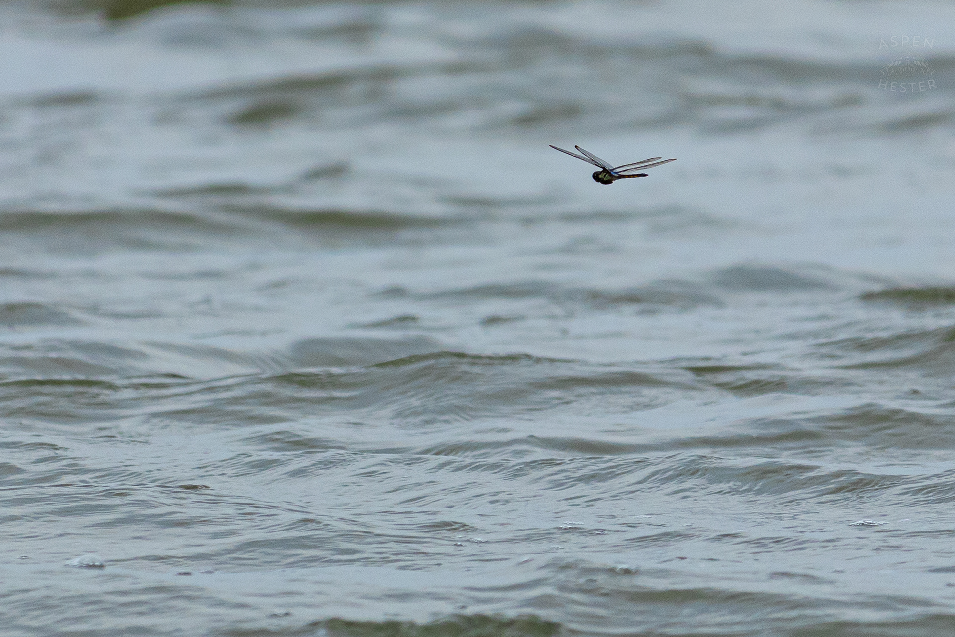 Dragonfly Buzzing Around Tybee Island Georgia. June 24th, 2024/Aspen Hester