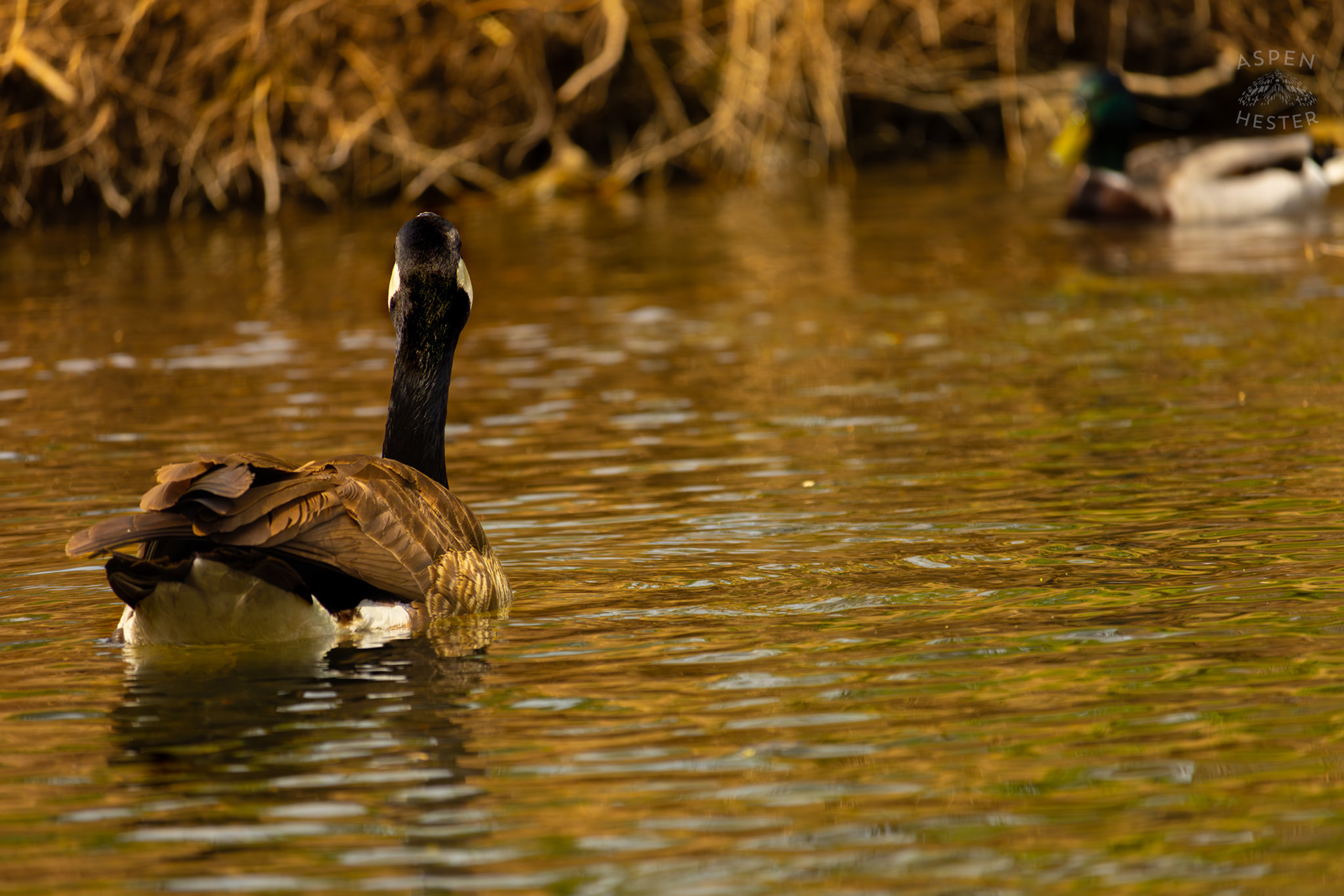 A Goose Swims in Middle Fork Beargrass Creek Where It Runs Through Brown Park. April 14th, 2025/Aspen Hester