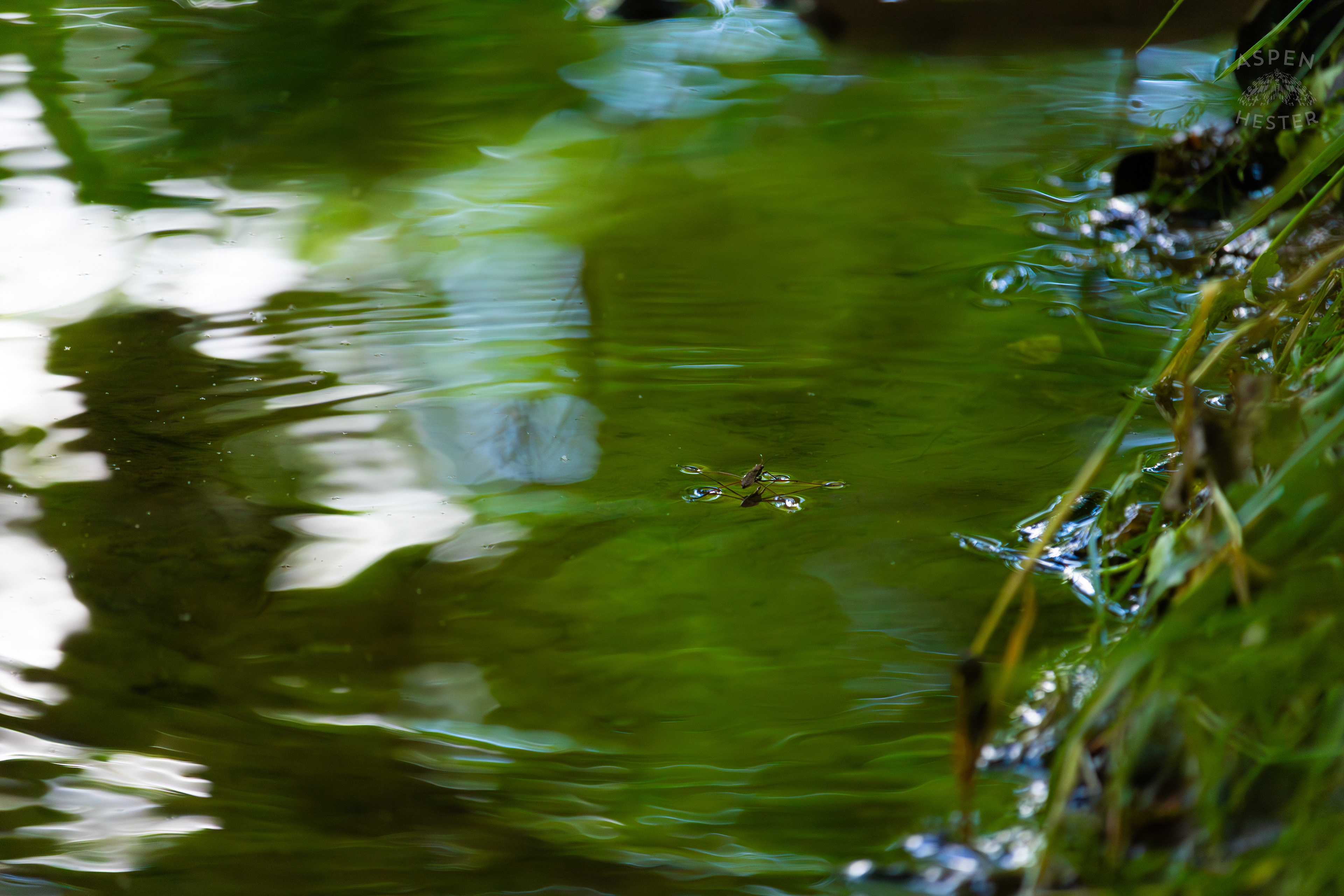 Water Strider on Middle Fork Beargrass Creek in Cherokee Park. May 28th, 2024/Aspen Hester