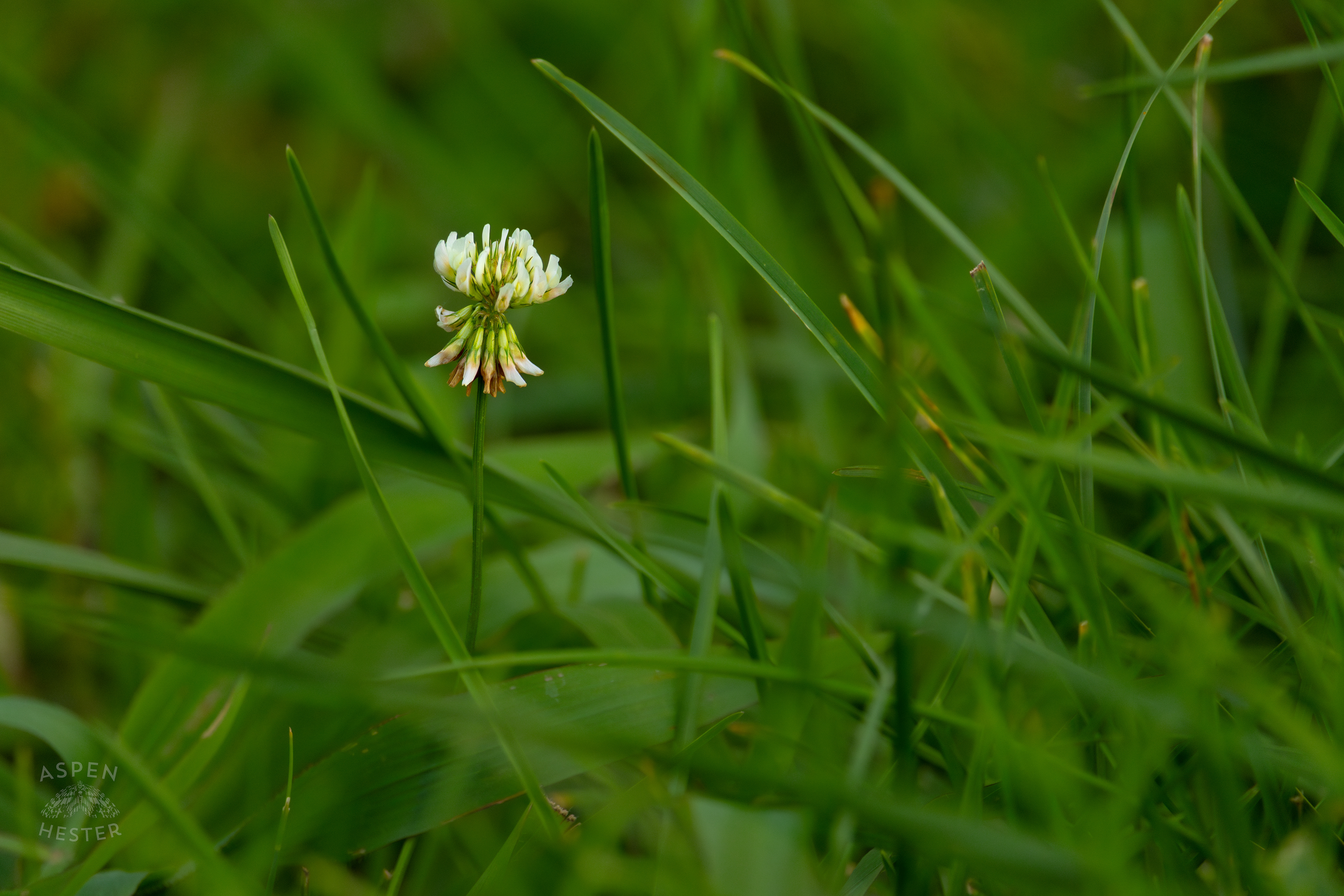 A Clover Flower in Wendell Moore Park. August 12th, 2024/Aspen Hester