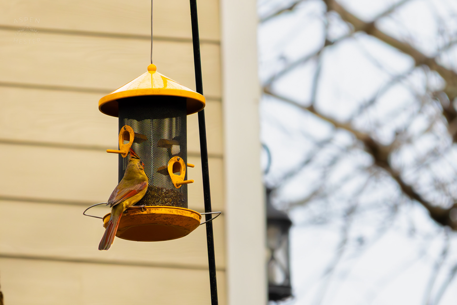 A Female Cardinal Eats From A Birdfeeder in My Neighbor's Yard. March 29th, 2026/Aspen Hester