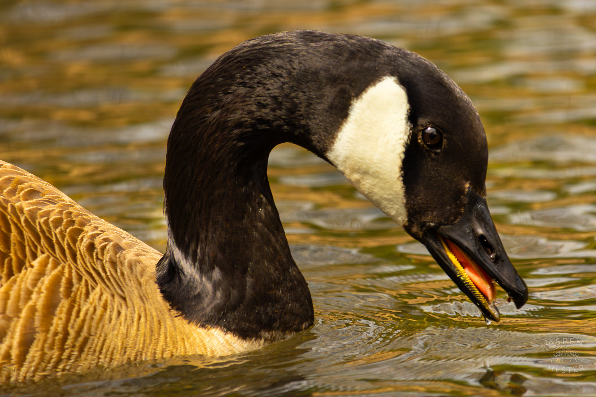 A Goose Sips From Middle Fork Beargrass Creek Where It Runs Through Brown Park. April 14th, 2025/Aspen Hester