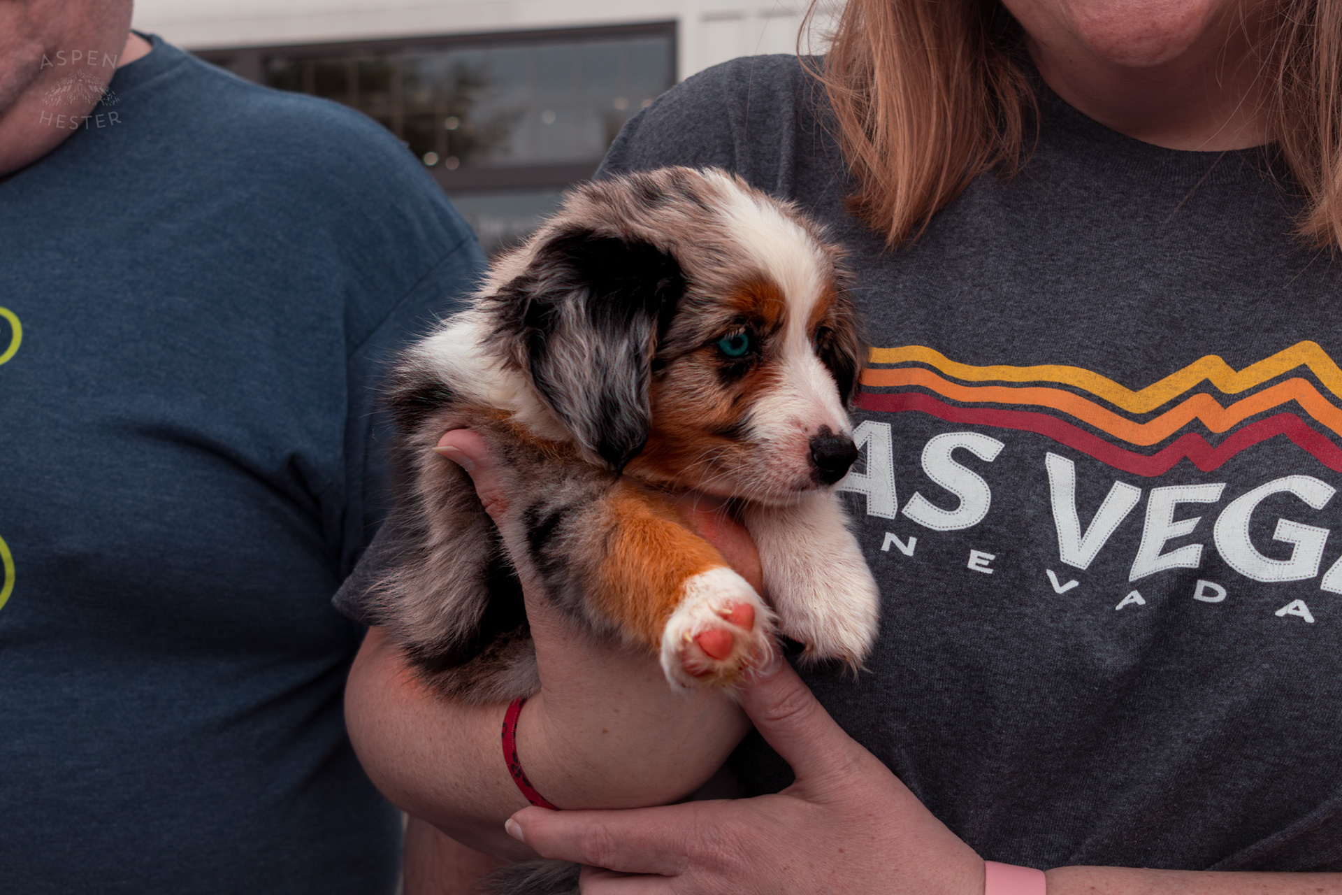 An American Shepherd Puppy Held By Their Brand New Mama After Being Adopted at Westport Village’s 5th Annual Puppy Palooza. April 19th, 2025/Aspen Hester