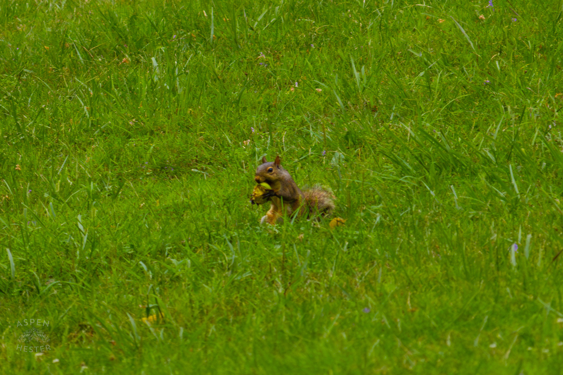 A Squirrel Eats A Crabapple in Wendell Moore Park. August 12th, 2024/Aspen Hester
