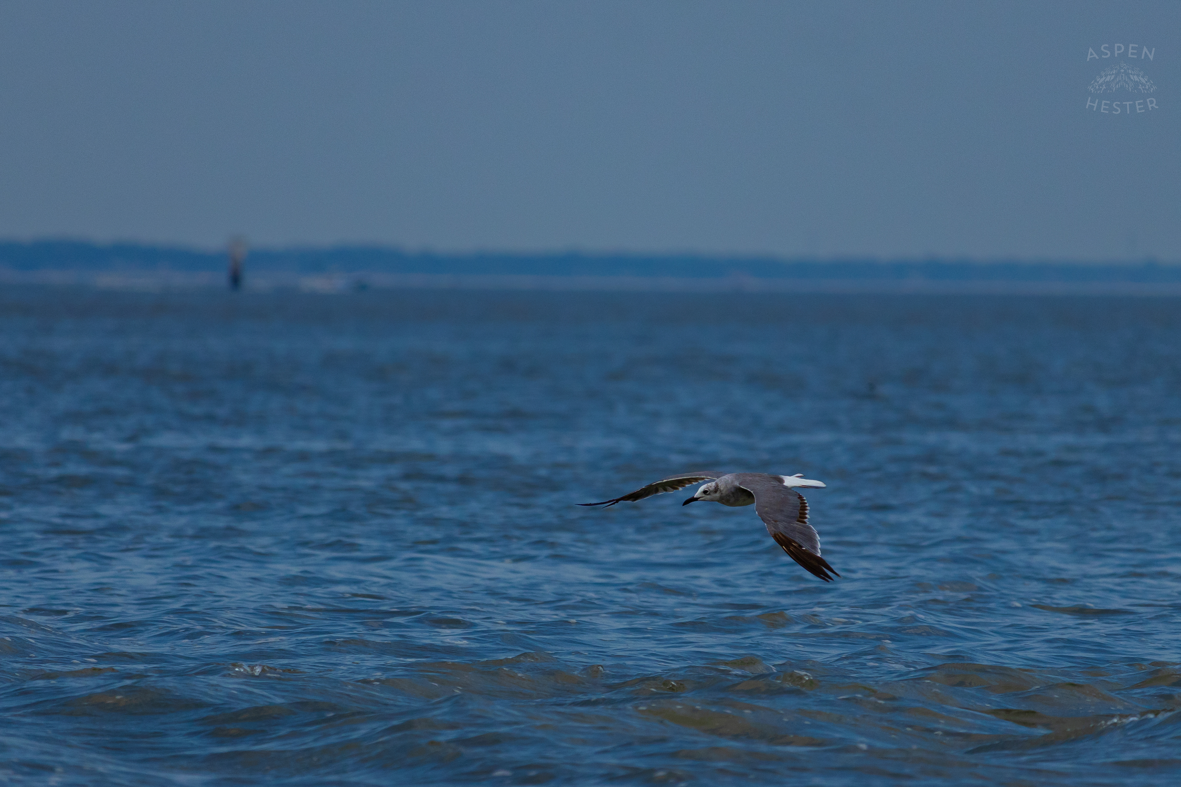Seagull Flying On Tybee Island Georgia. June 24th, 2024/Aspen Hester