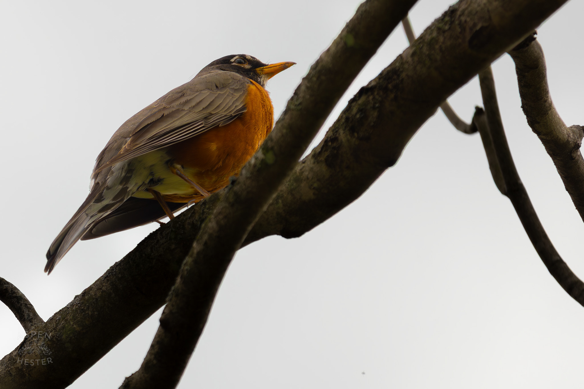 A Robin in A Tree in Brown Park. April 14th, 2025/Aspen Hester