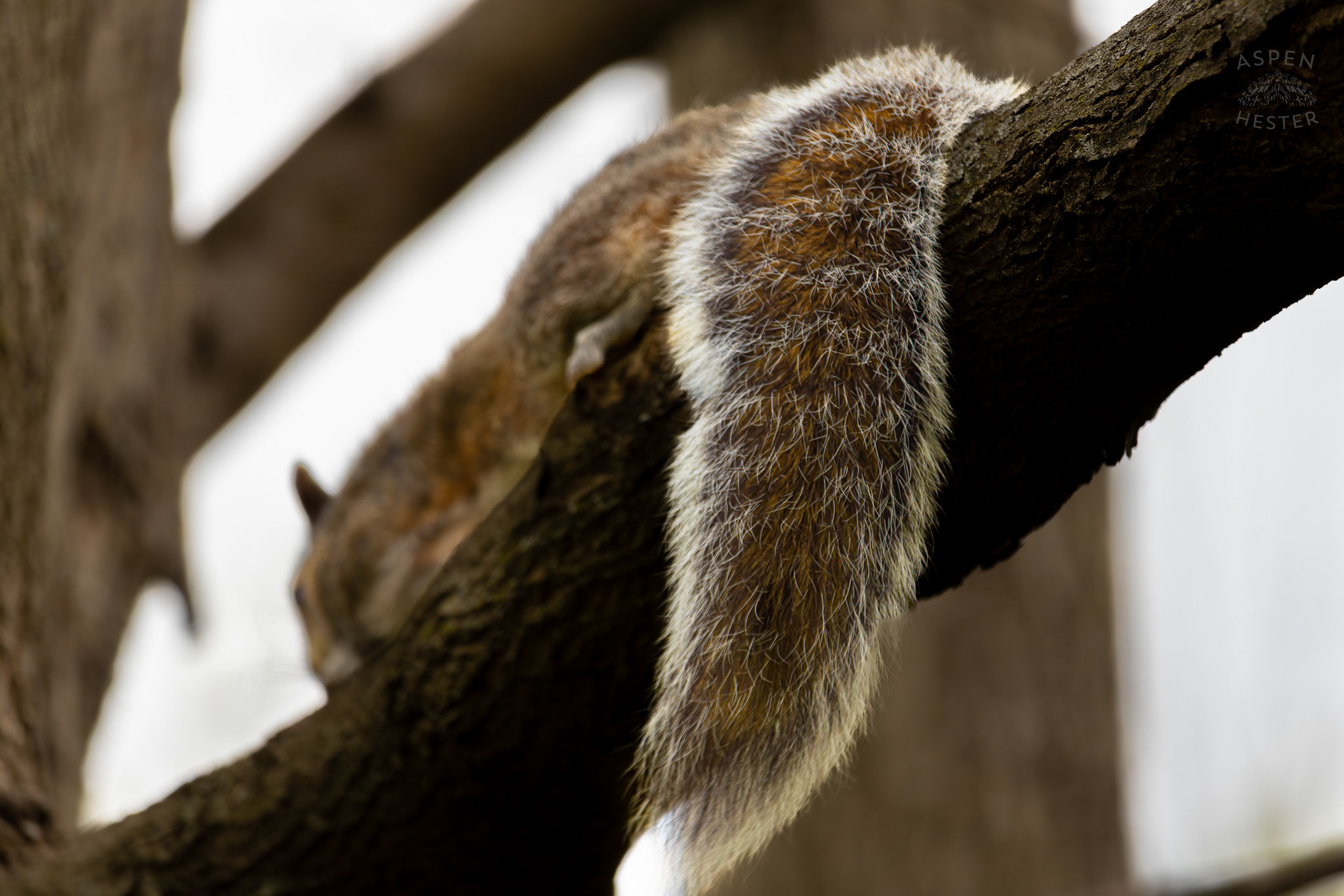 The Fluffy Tail of A Resting Squirrel in Brown Park. April 14th, 2025/Aspen Hester