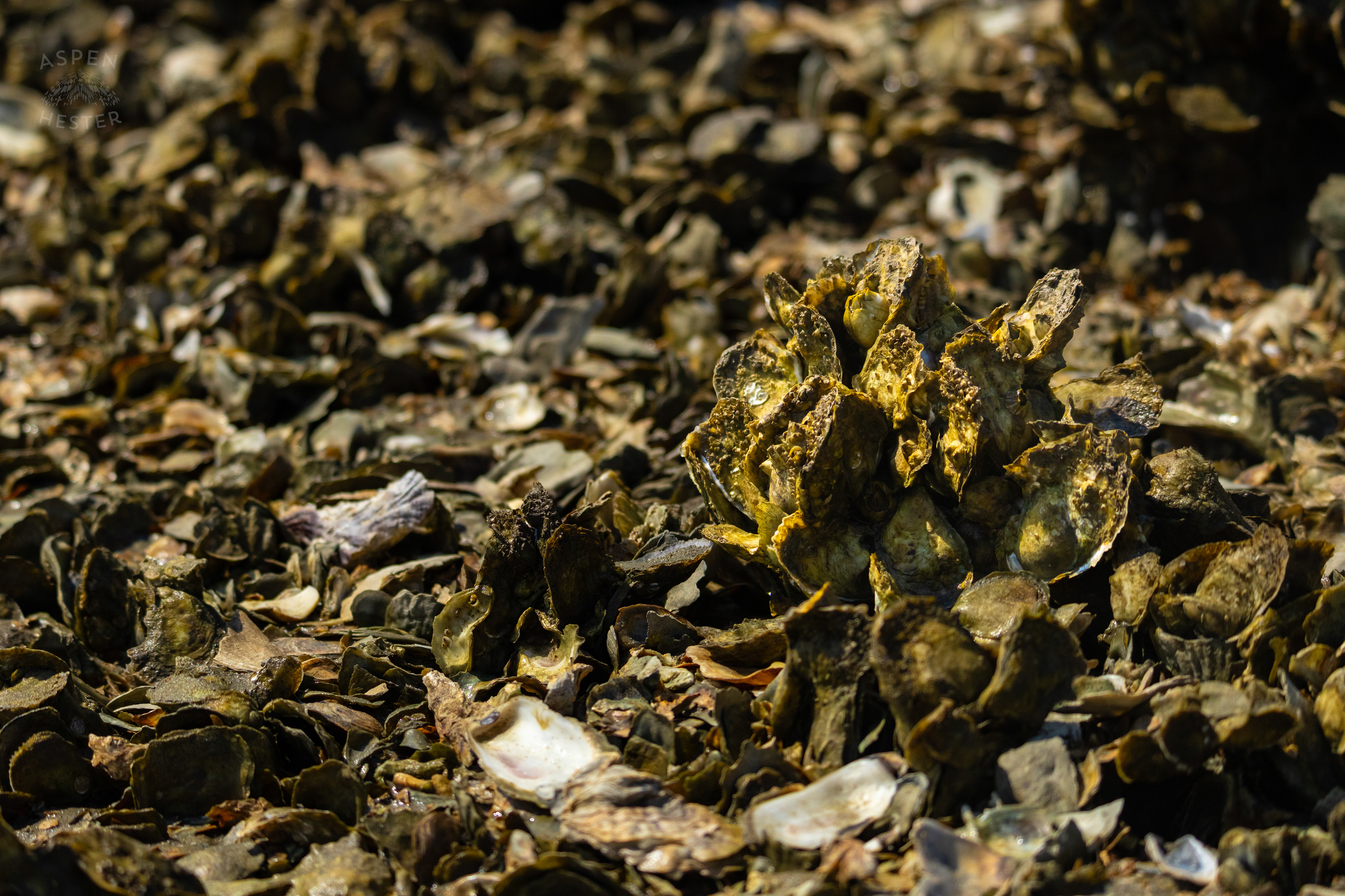 Oyster Reef in Low Tide on Tybee Island Georgia. June 25th, 2024/Aspen Hester