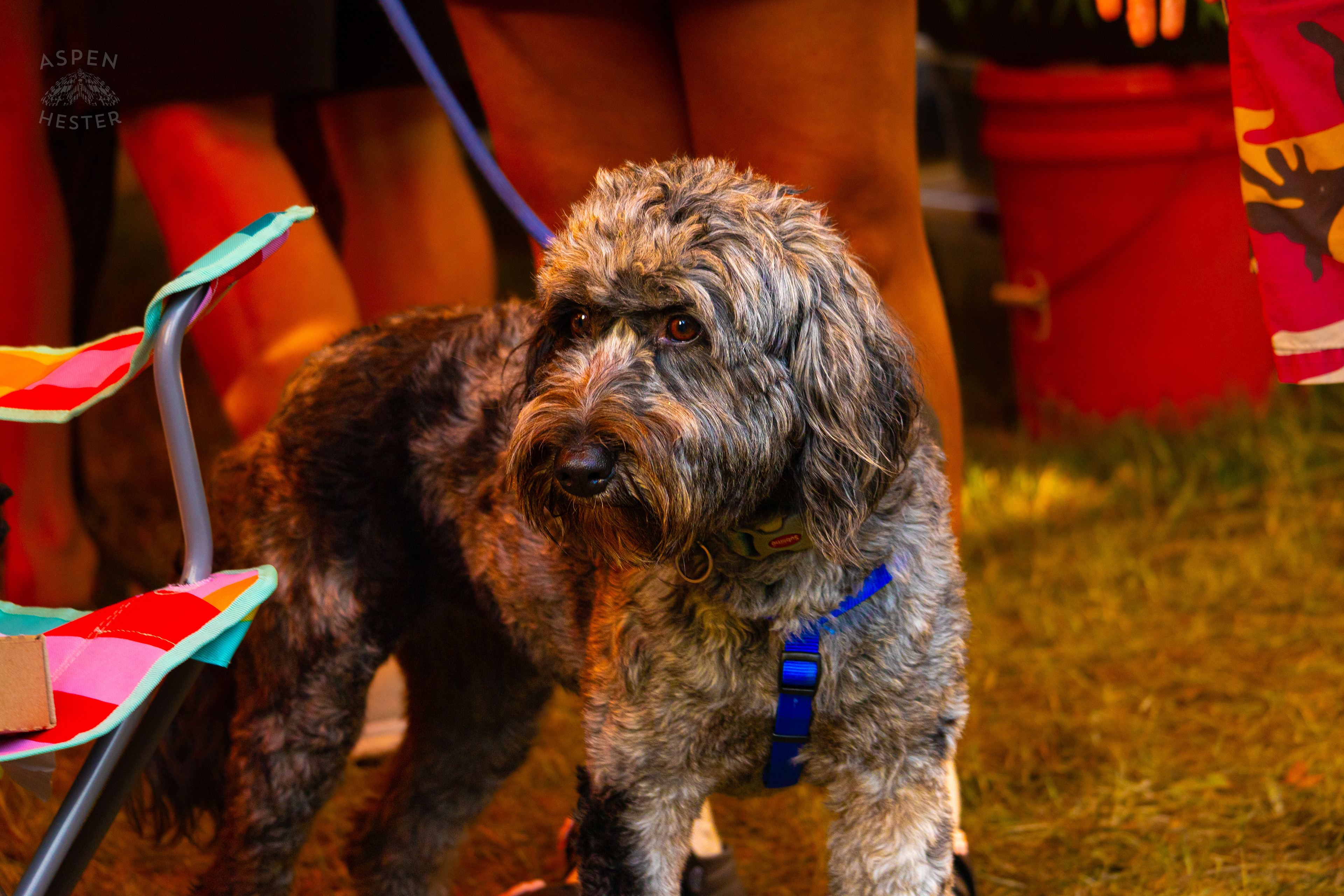 Dog Browsing The Art for Sale At The 2024 Louisville Unfair. October 5th, 2024/Aspen Hester