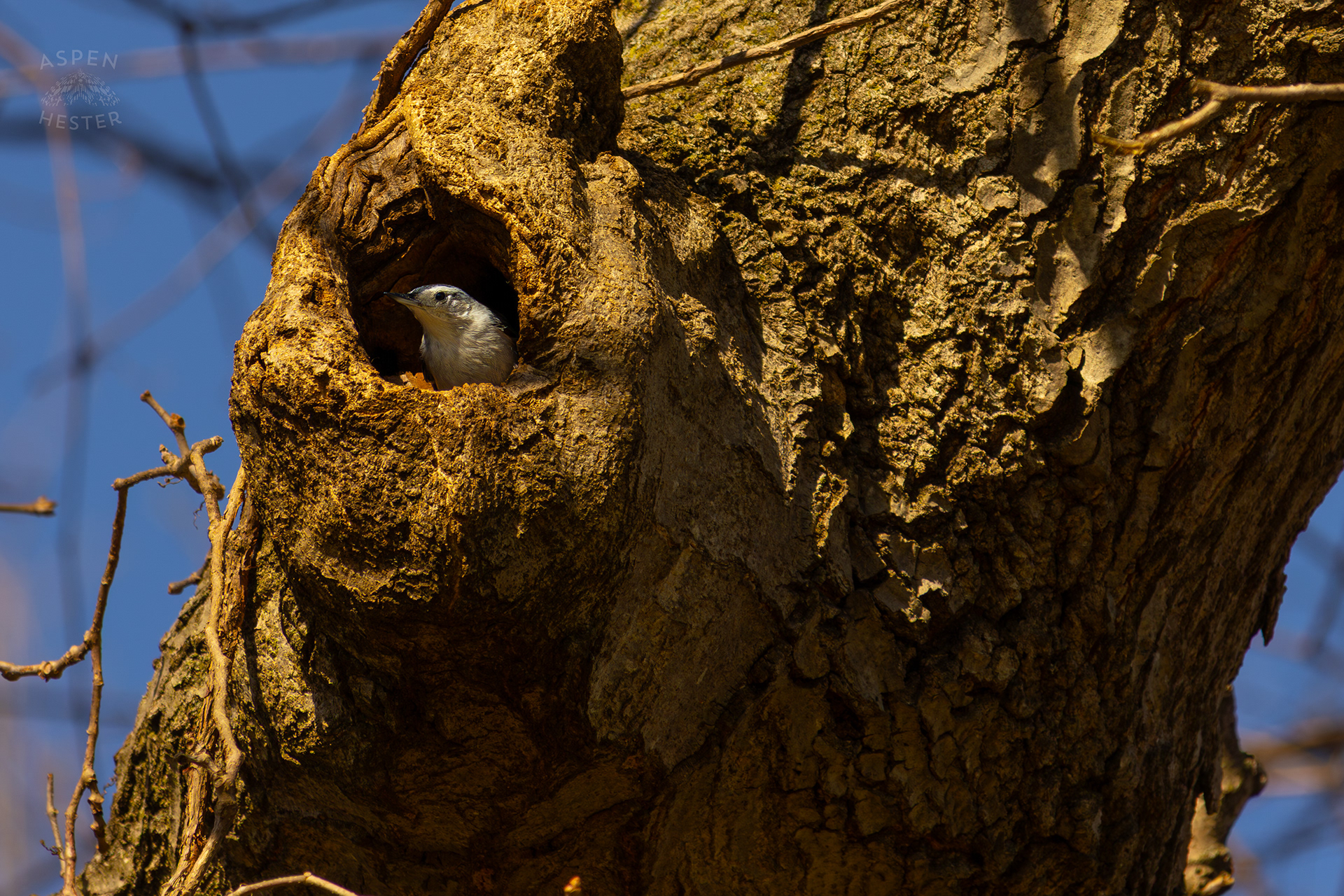 A Female White-Breasted Nuthatch Peers Out From Her Tree Hollow Home in Wendell Moore Park Right Before Spring. March 18th, 2025/Aspen Hester