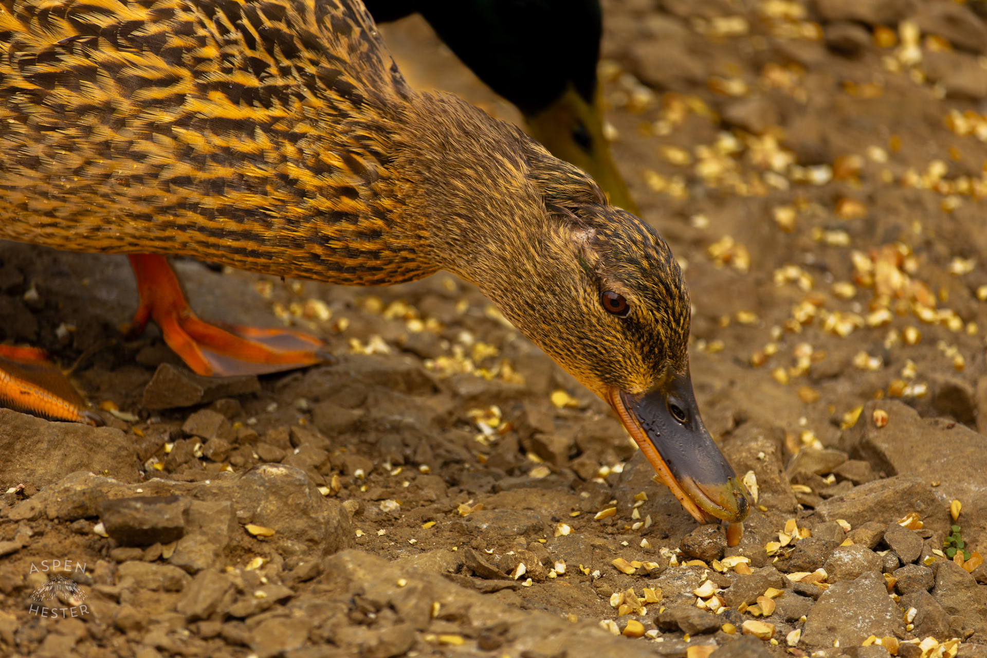 A Female Mallard Eats Bird Feed in Brown Park. April 14th, 2025/Aspen Hester