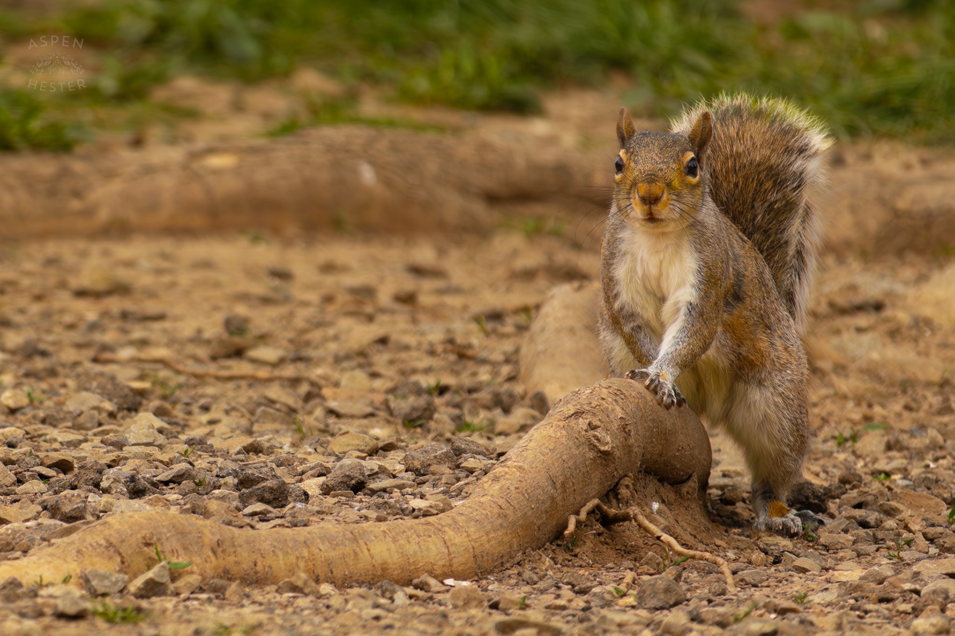 A Squirrel Sneaks Towards Birds Eating Seed in Brown Park. April 14th, 2025/Aspen Hester