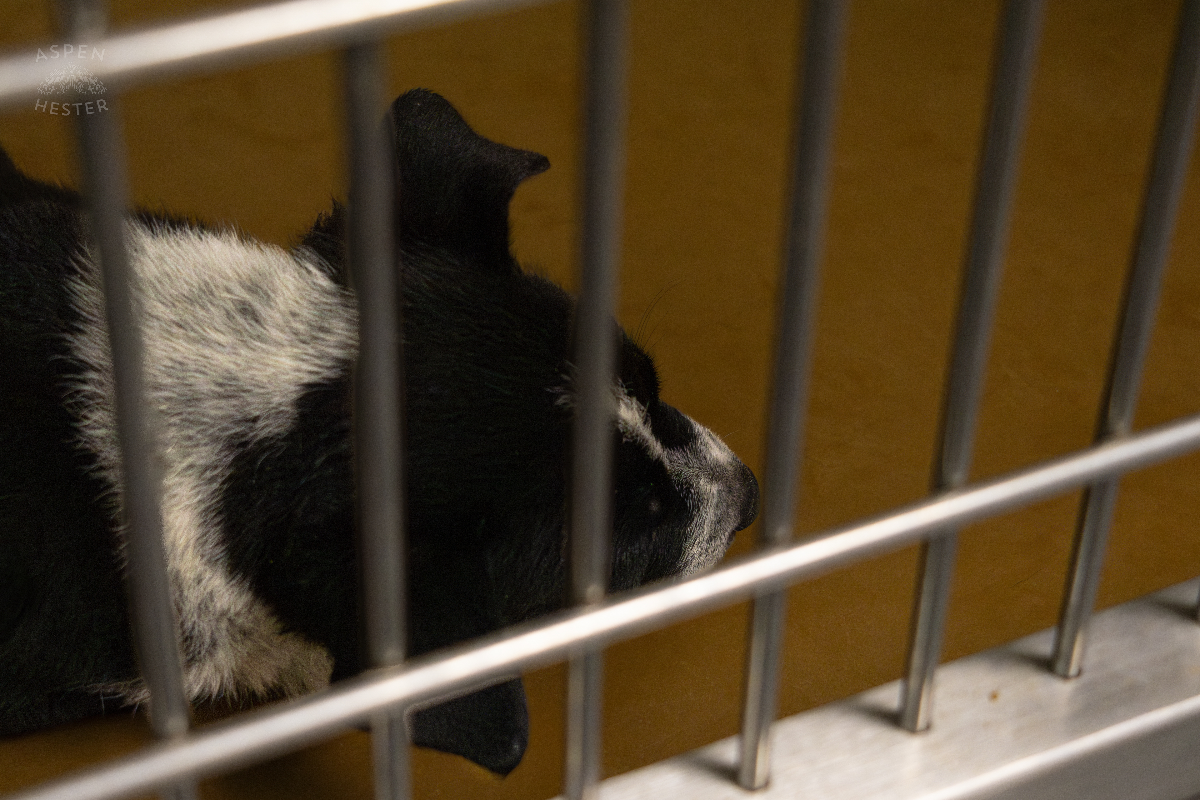 One of The Five Puppies Abandoned On The Road Outside of Louisville Metro Animal Services. September 4th, 2024/Aspen Hester