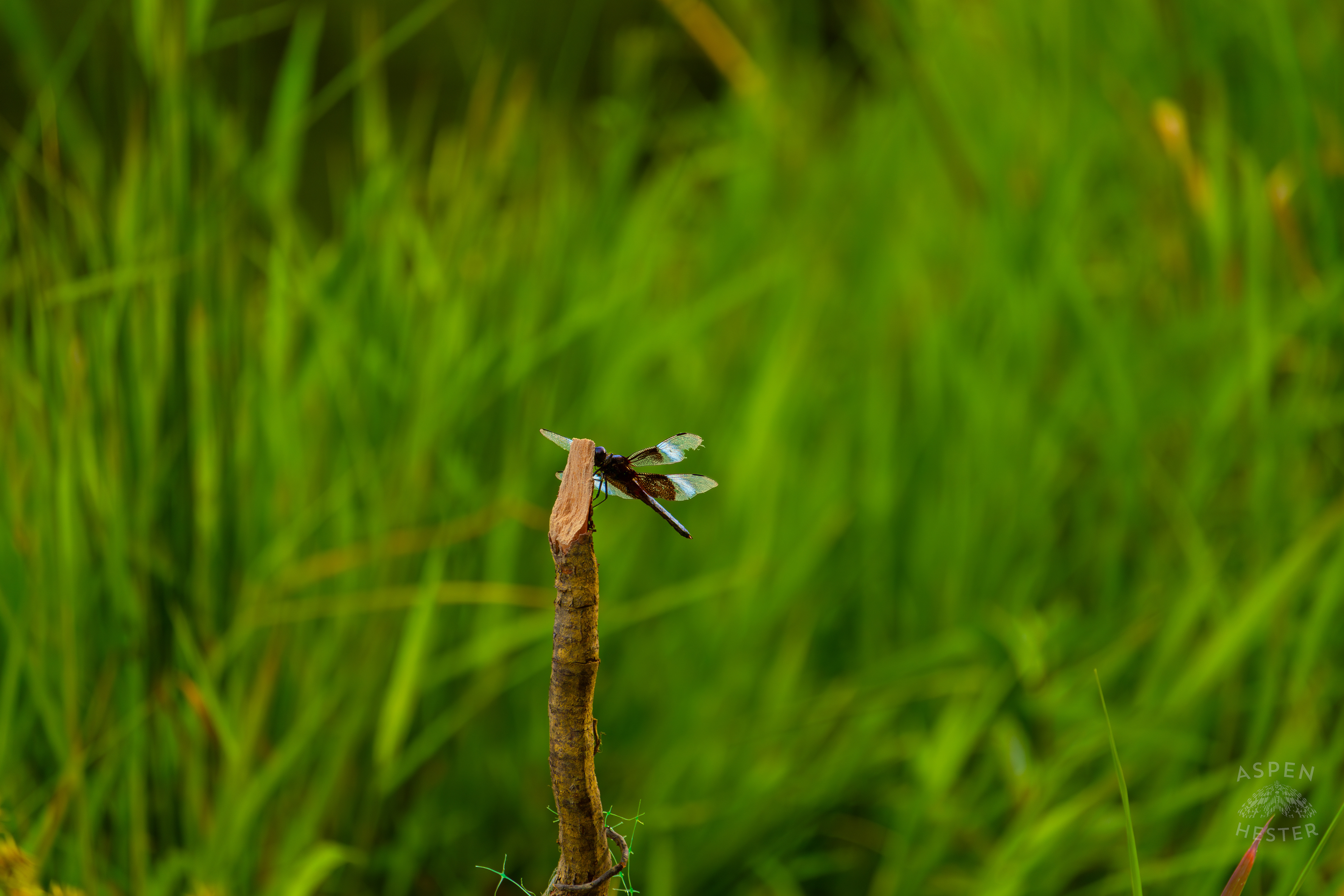 A Widow Skimmer Dragonfly Perches on a Branch on The Shore of Tom Wallace Lake Inside Jefferson Memorial Forest. September 3rd, 2024/Aspen Hester