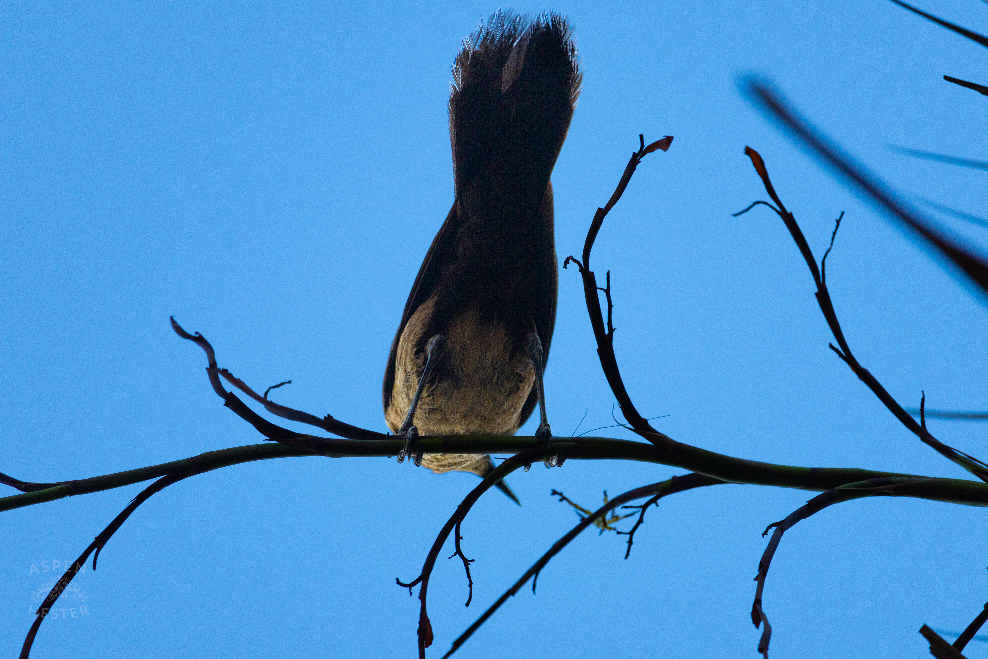Grackle Resting on A Tybee Island Georgia Palm Tree. June 23rd, 2024/Aspen Hester
