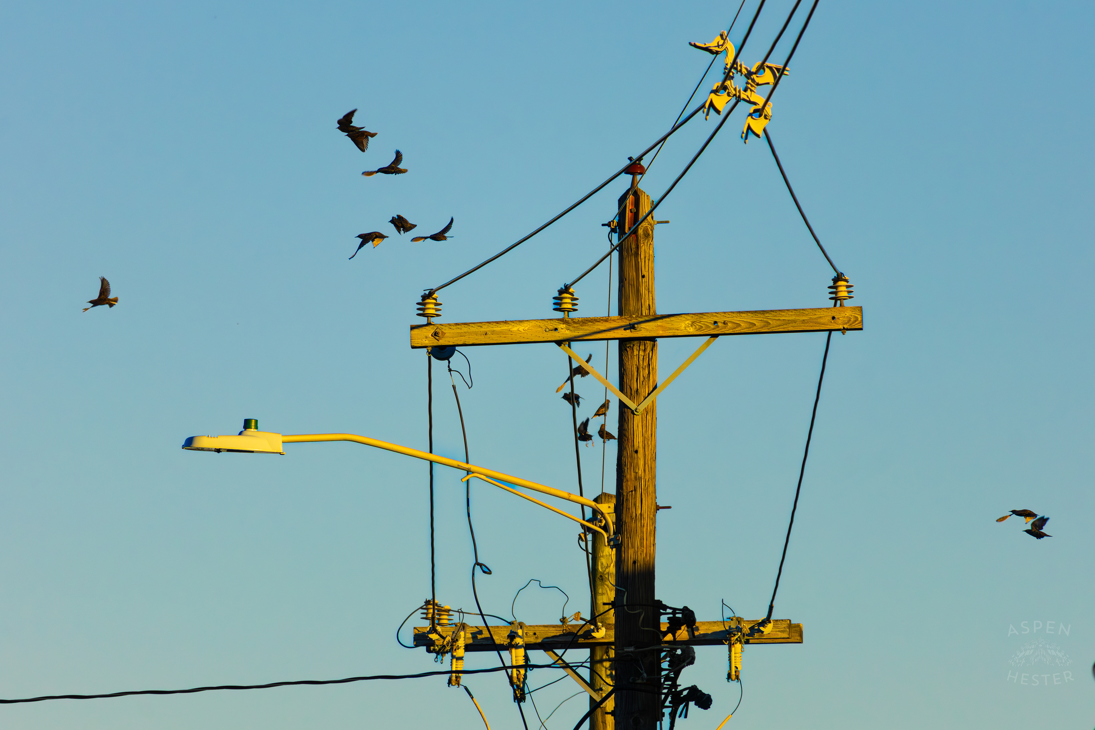 Birds Sit Atop and Fly Around A Powerline In Nulu on A Saturday Evening. November 14th, 2024/Aspen Hester