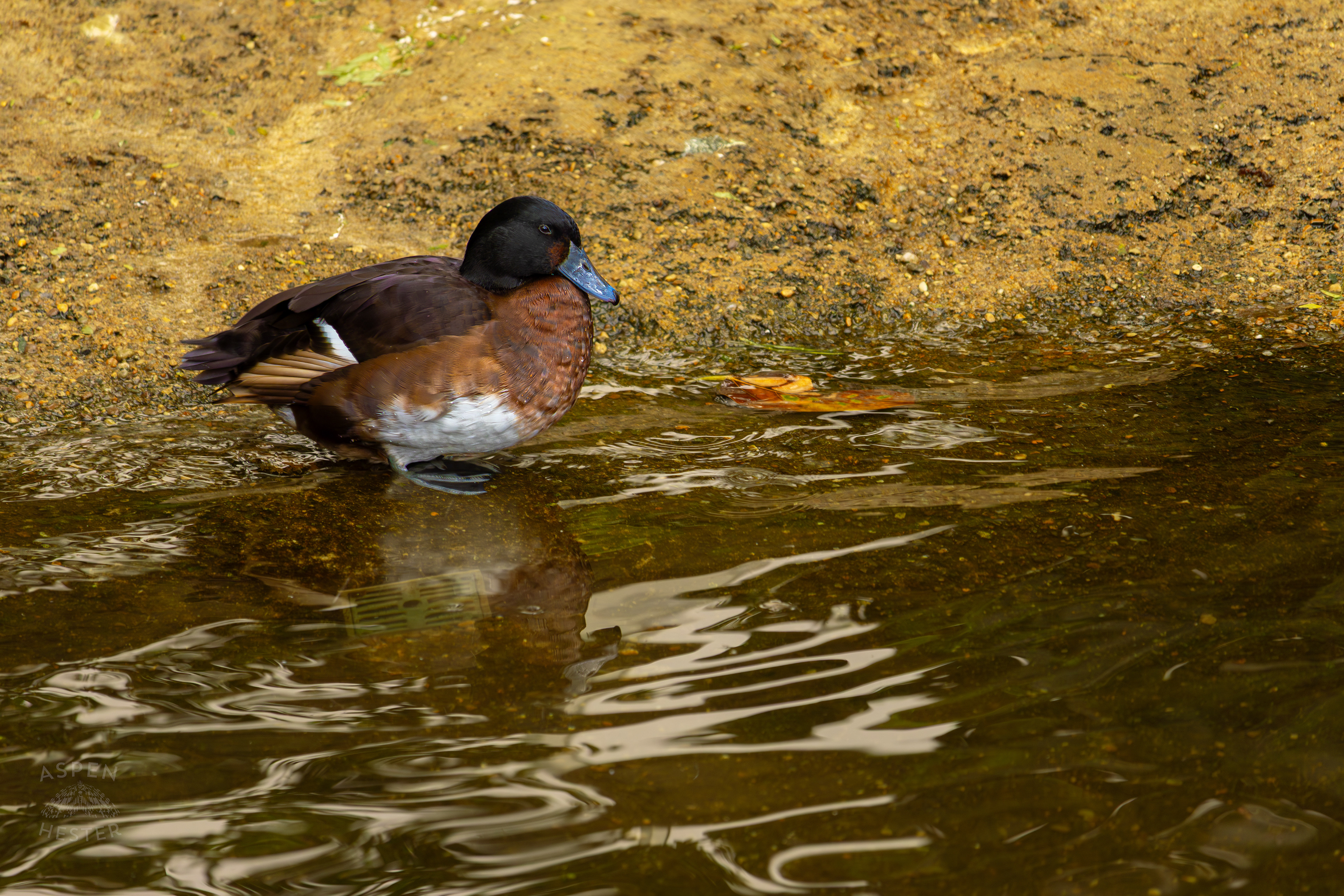 A Baer's Pochard Takes A Moment To Rest On The Shore Of The Wetlands Inside The National Aviary in Pittsburgh Pennsylvania. February 26th, 2025/Aspen Hester