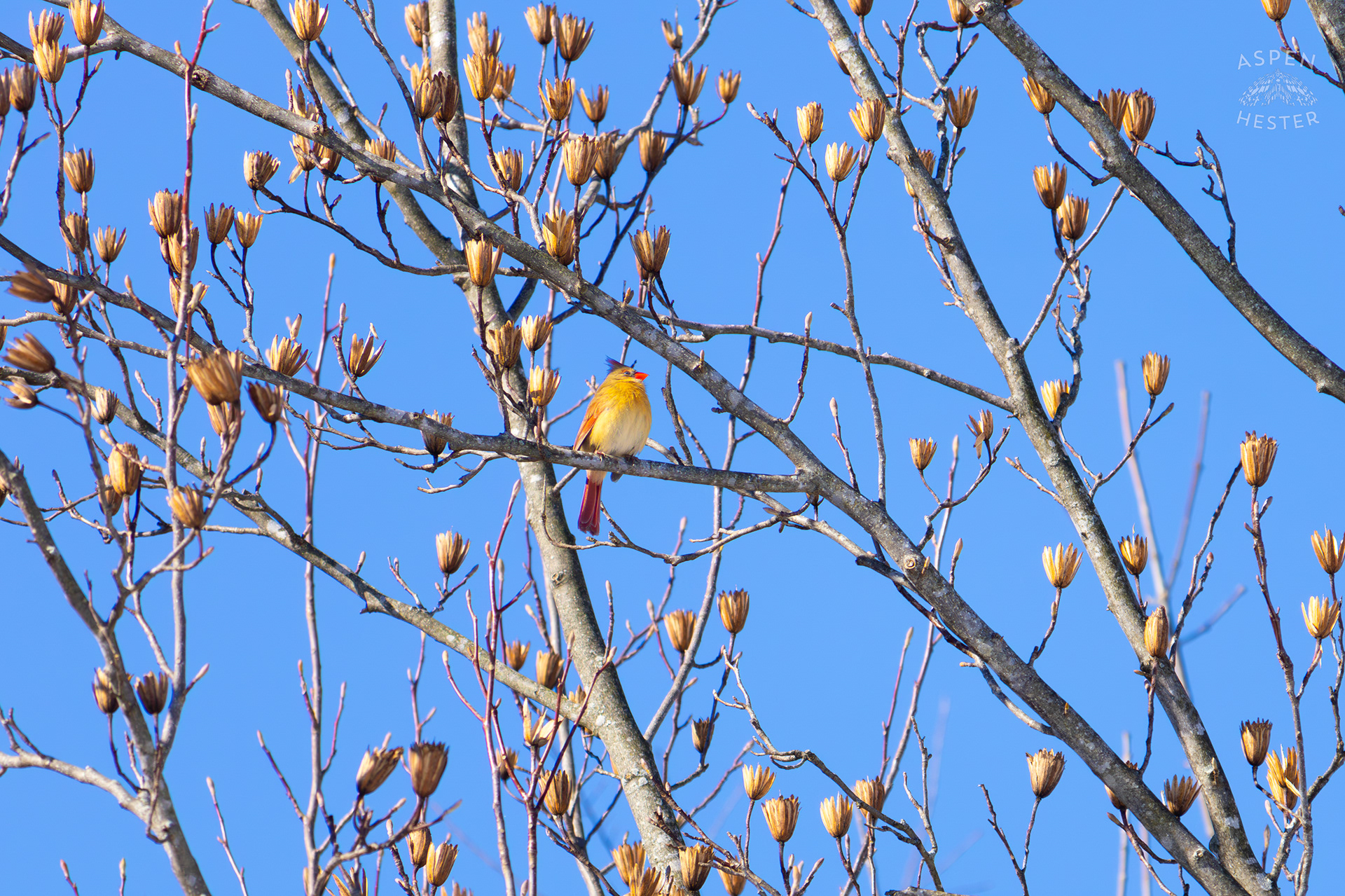 A Bright Female Cardinal Sits in A Tulip Tree in my Backyard. January 13th, 2025/Aspen Hester