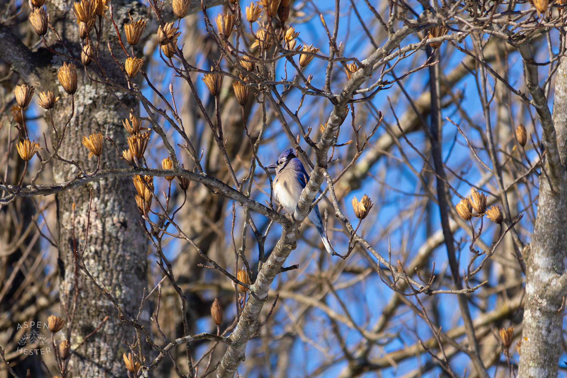 A Blue Jay Sits in A Tulip Tree in The Snowy Landscape of my Backyard. January 13th, 2025/Aspen Hester