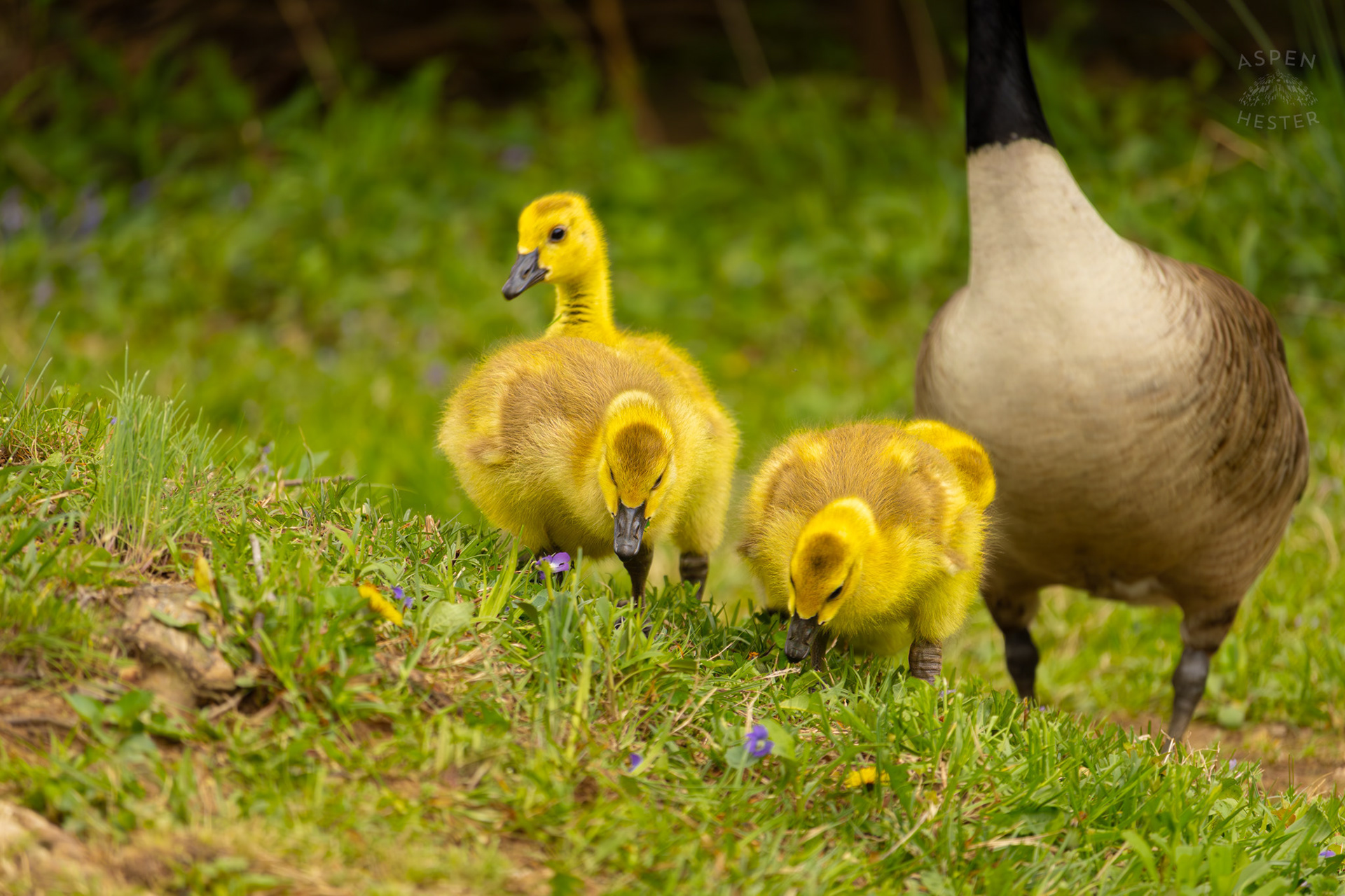 New Parent Geese Lead Their Young Grazing Goslings Through Brown Park. April 14th, 2025/Aspen Hester
