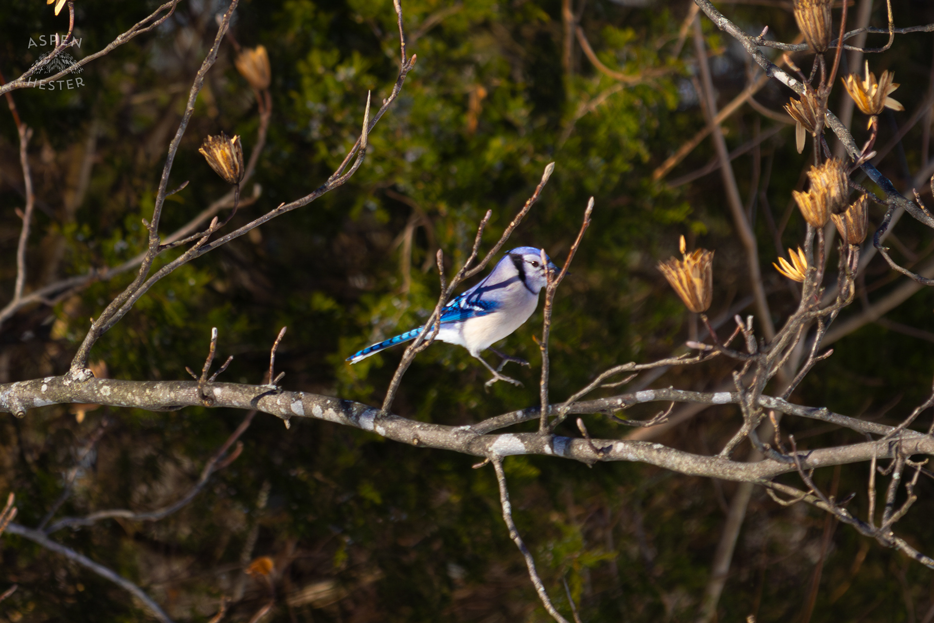 A Blue Jay Hops to A New Branch in A Tulip Tree in The Snowy Landscape of my Backyard. January 13th, 2025/Aspen Hester