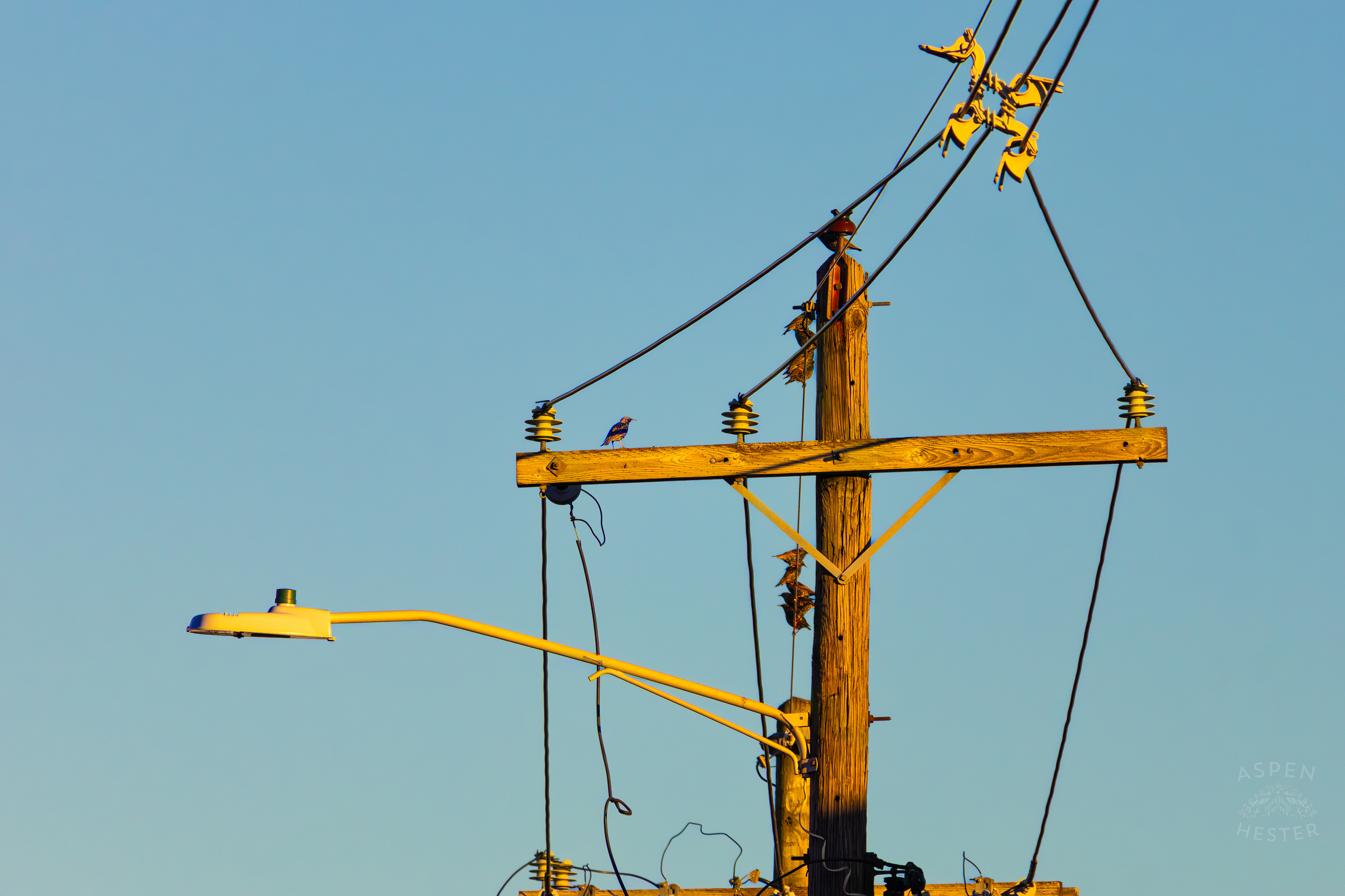 Birds Sit Atop A Powerline In Nulu on A Saturday Evening. November 14th, 2024/Aspen Hester