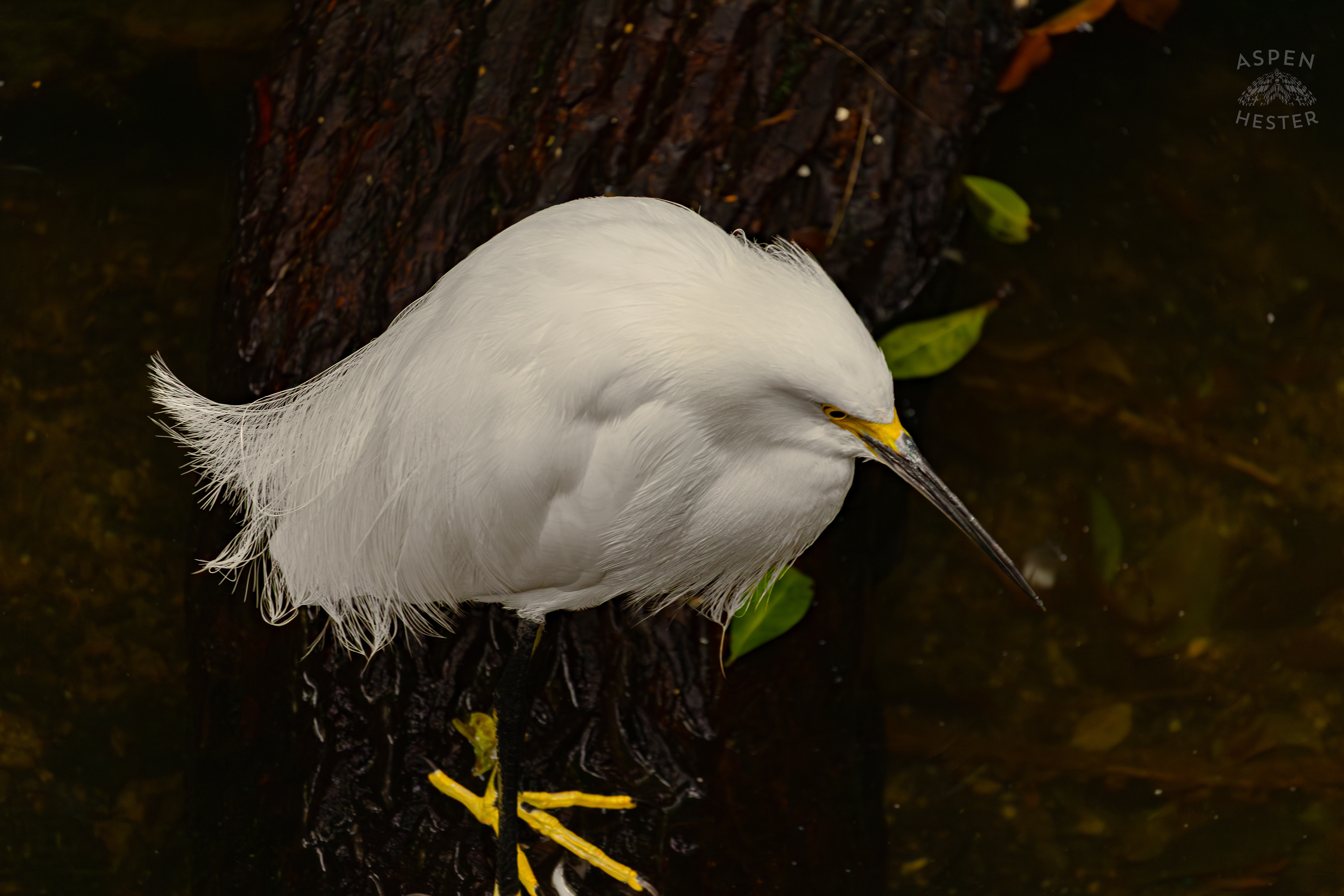 A Snowy Egret Stands Around The Water in The Rainforest Inside The National Aviary in Pittsburgh Pennsylvania. February 26th, 2025/Aspen Hester
