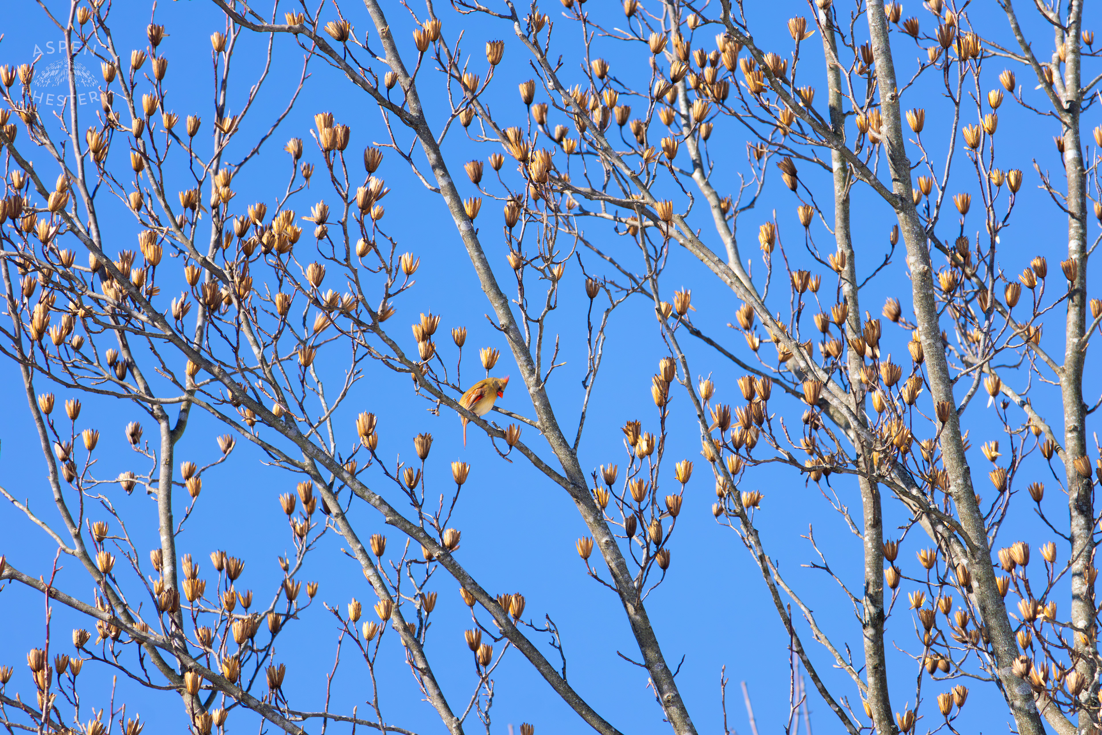 A Bright Female Cardinal Sits in A Tulip Tree in my Backyard. January 13th, 2025/Aspen Hester