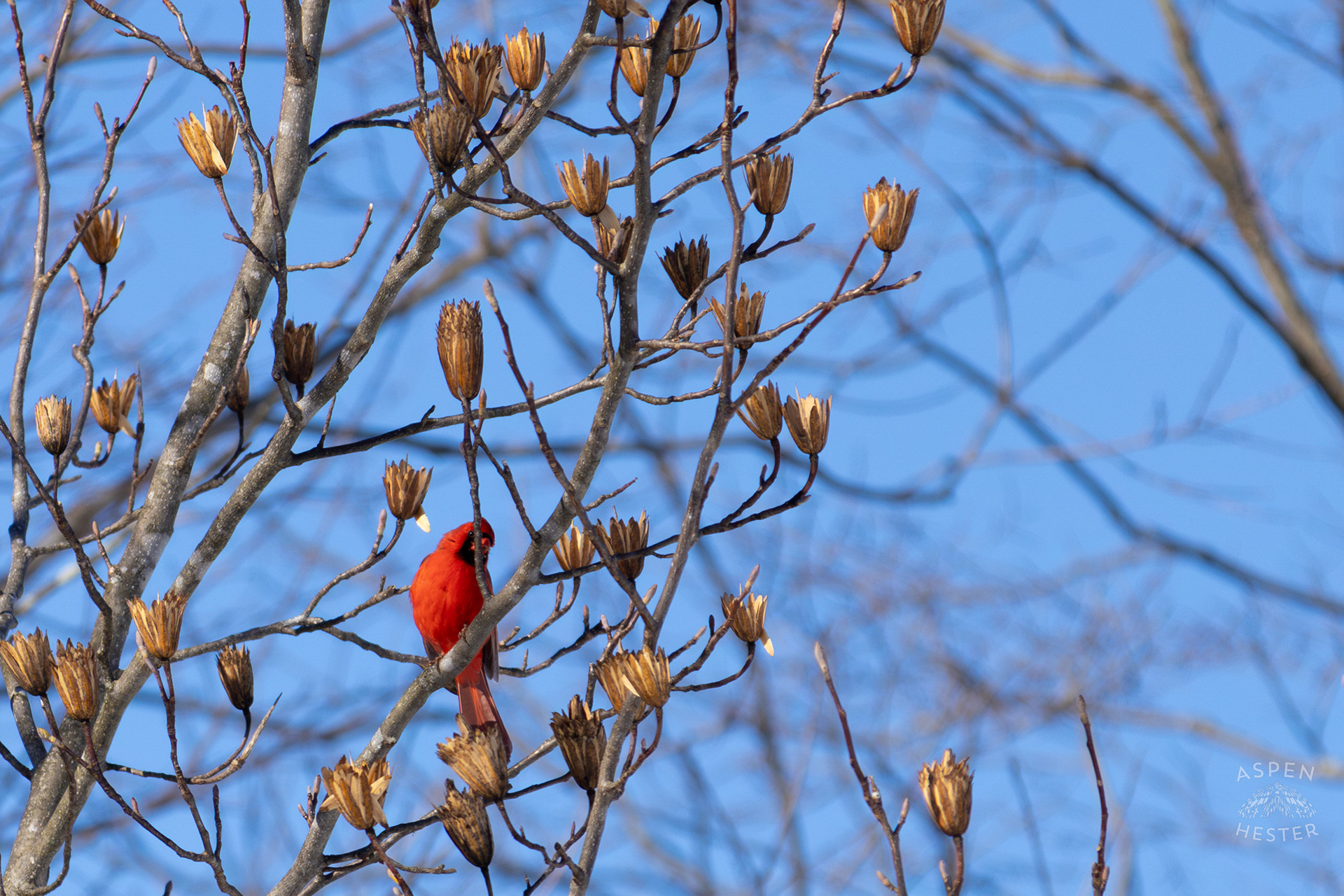 A Cardinal Sits in A Tulip Tree in my Backyard. January 13th, 2025/Aspen Hester