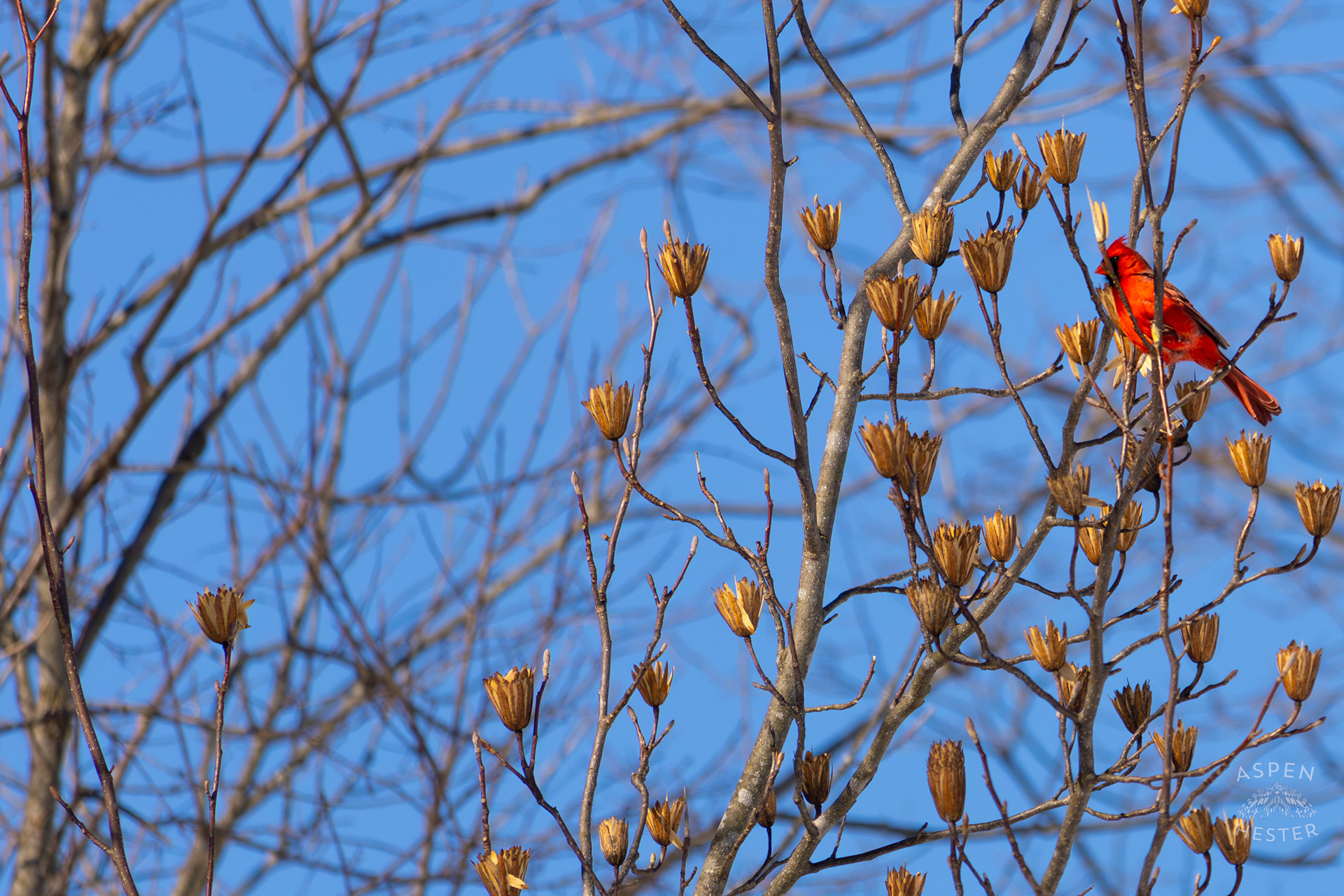 A Cardinal Sits in A Tulip Tree in my Backyard. January 13th, 2025/Aspen Hester