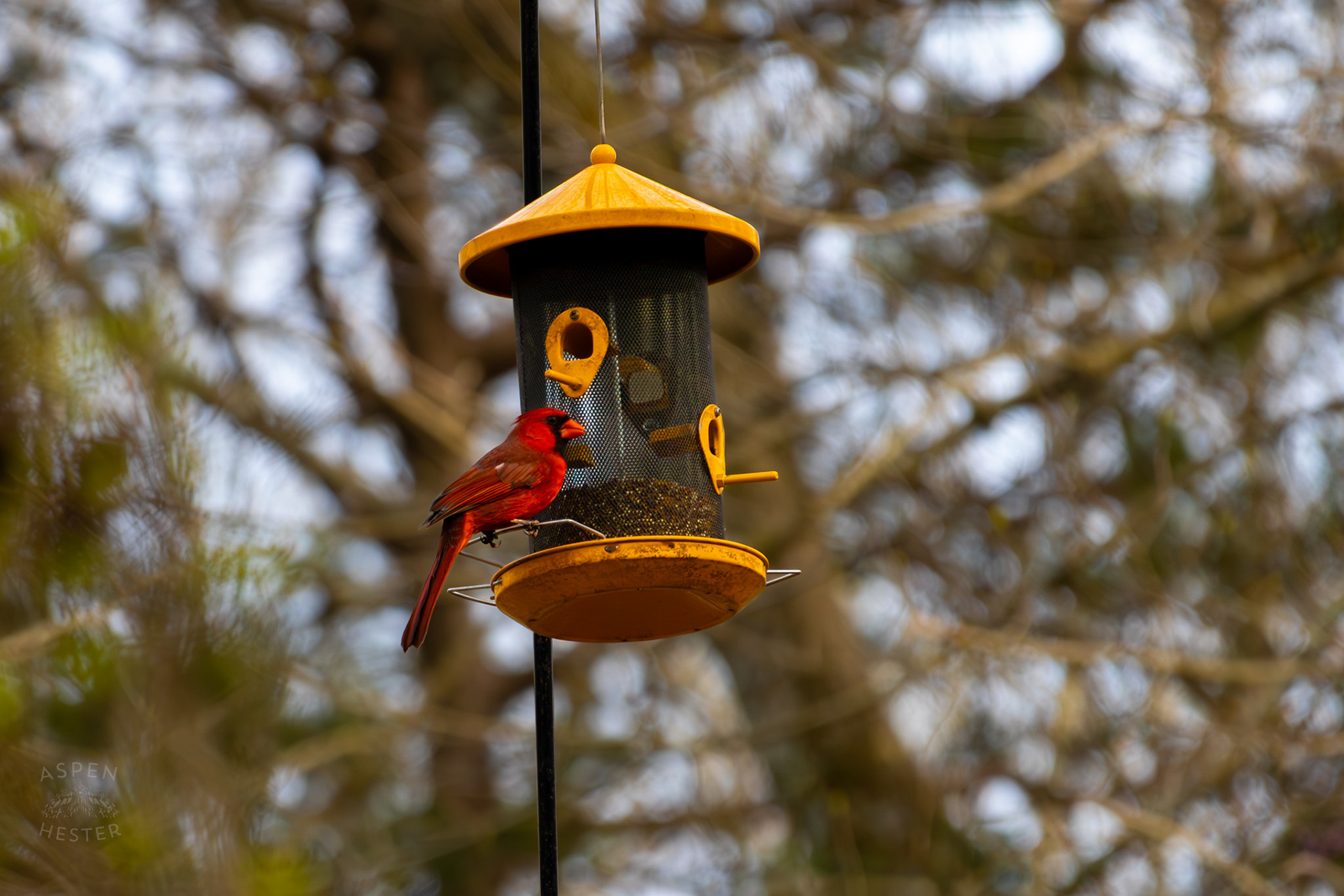 A Male Cardinal Eats From A Birdfeeder in My Neighbor's Yard. March 29th, 2026/Aspen Hester