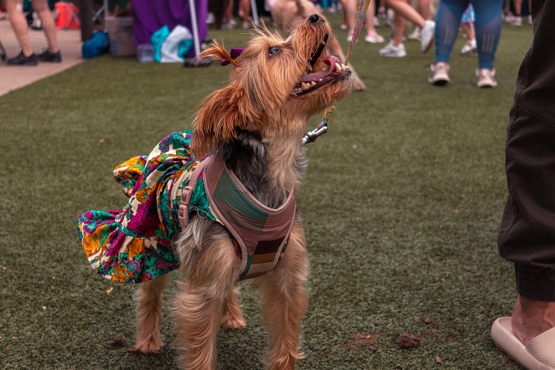 A Dog Poses in A Patterned Dress with A Matching Bow at Westport Village’s 5th Annual Puppy Palooza. April 19th, 2025/Aspen Hester