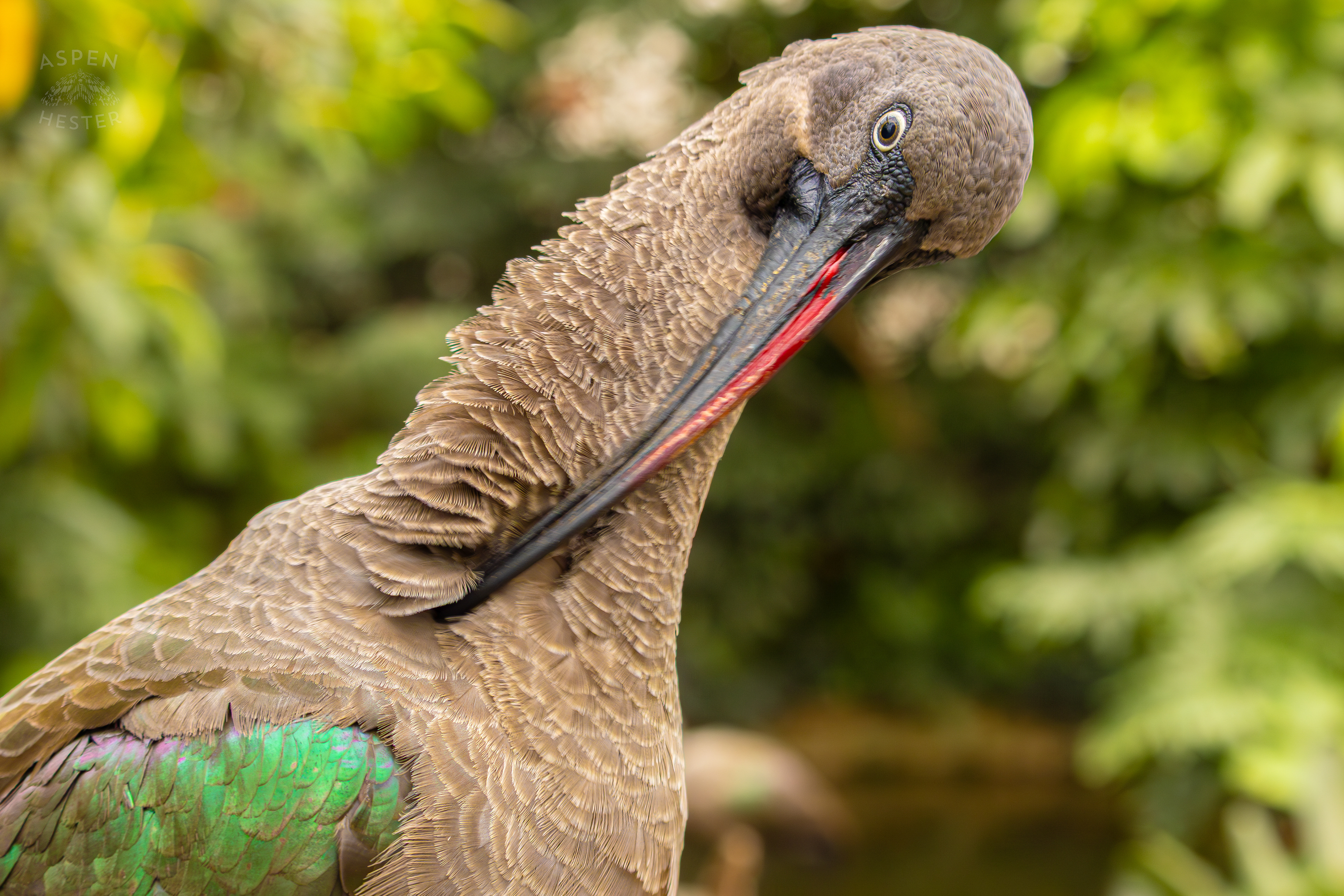 Hadada Ibis Preens Itself in The Wetlands Inside The National Aviary in Pittsburgh Pennsylvania. February 26th, 2025/Aspen Hester