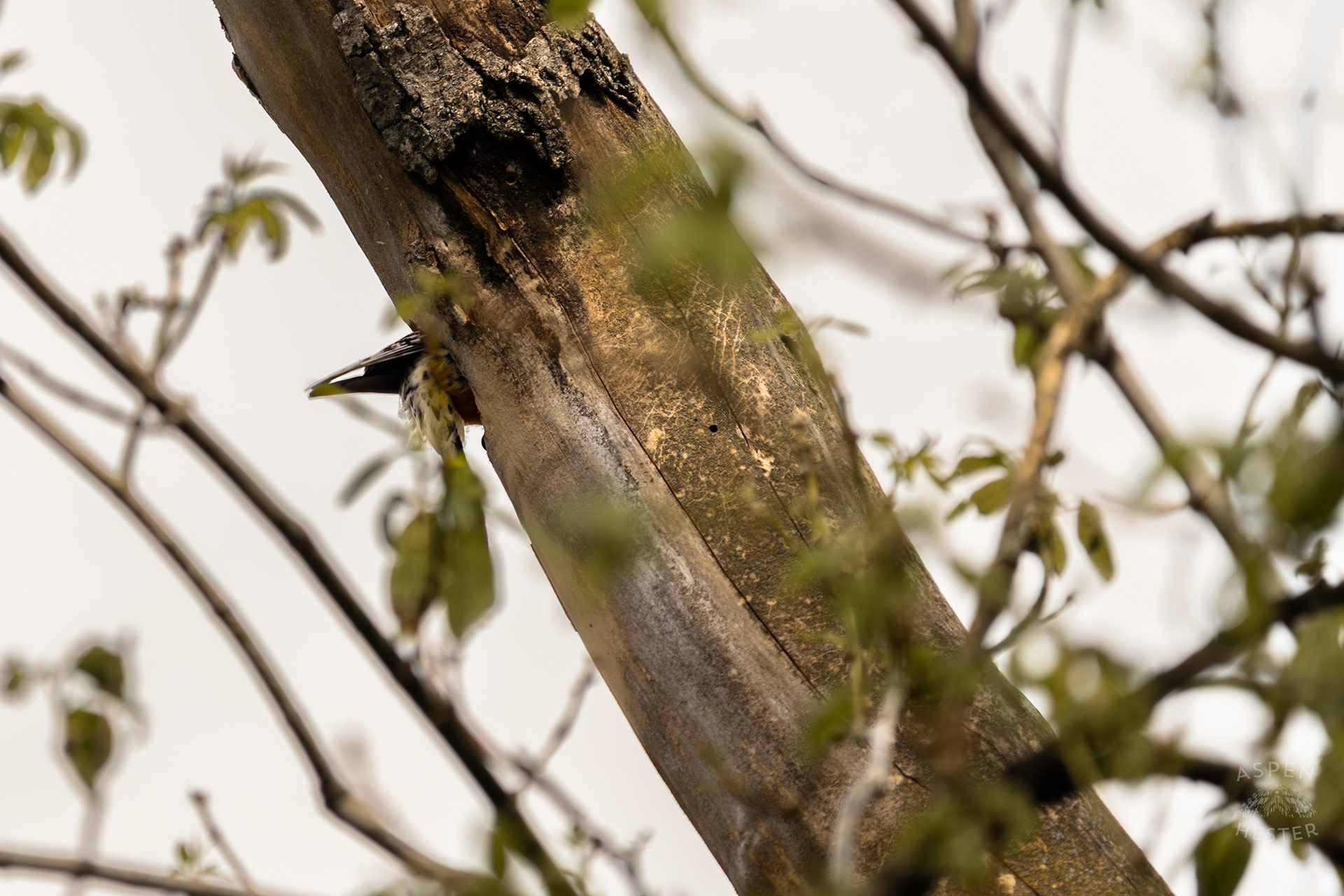 A Red-Bellied Woodpecker Forages in A Tree Above Water Amid The Historic Flooding in Utica Indiana. April 9th, 2025/Aspen Hester