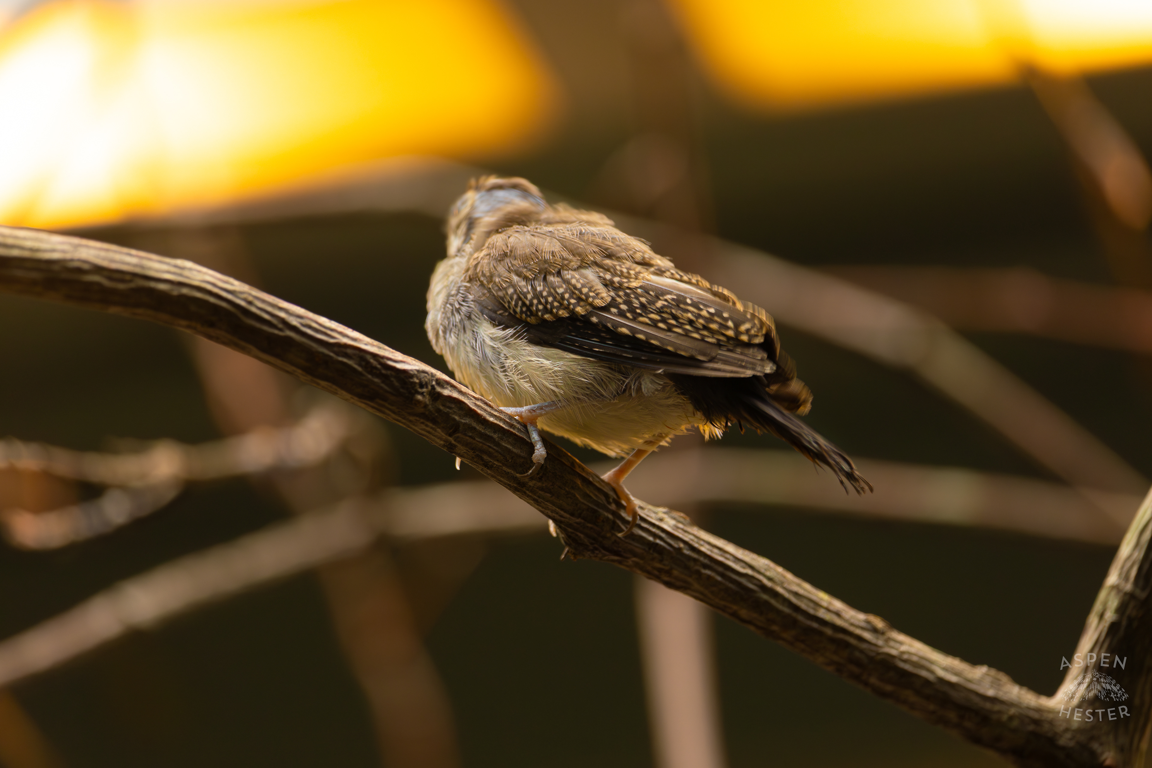 A Speckled Mousebird Perches on A Branch in The Grasslands Inside The National Aviary in Pittsburgh Pennsylvania. February 26th, 2025/Aspen Hester