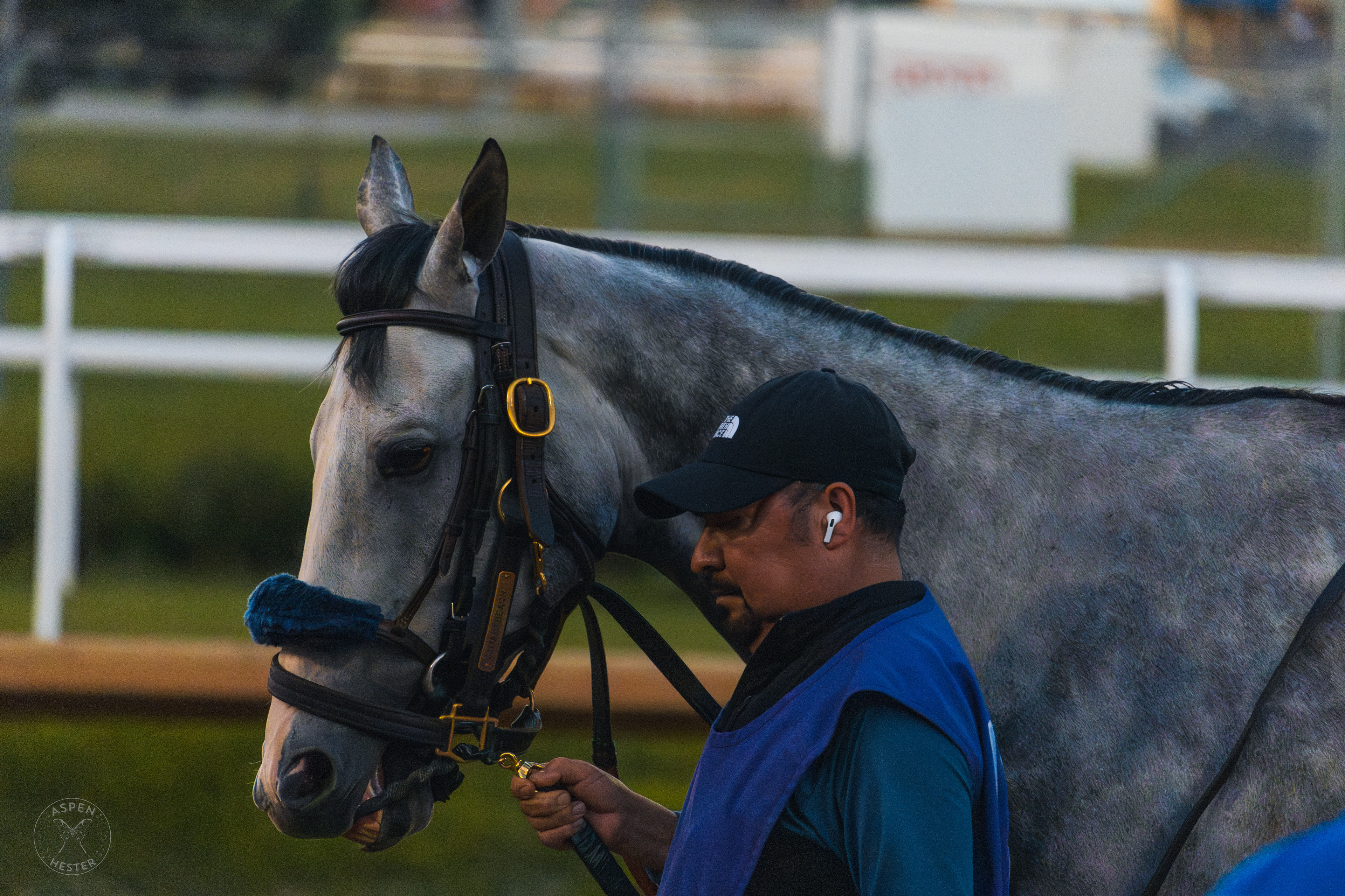 Horse Strolling Down the Track at Downs After Dark. May 18th, 2024/Aspen Hester