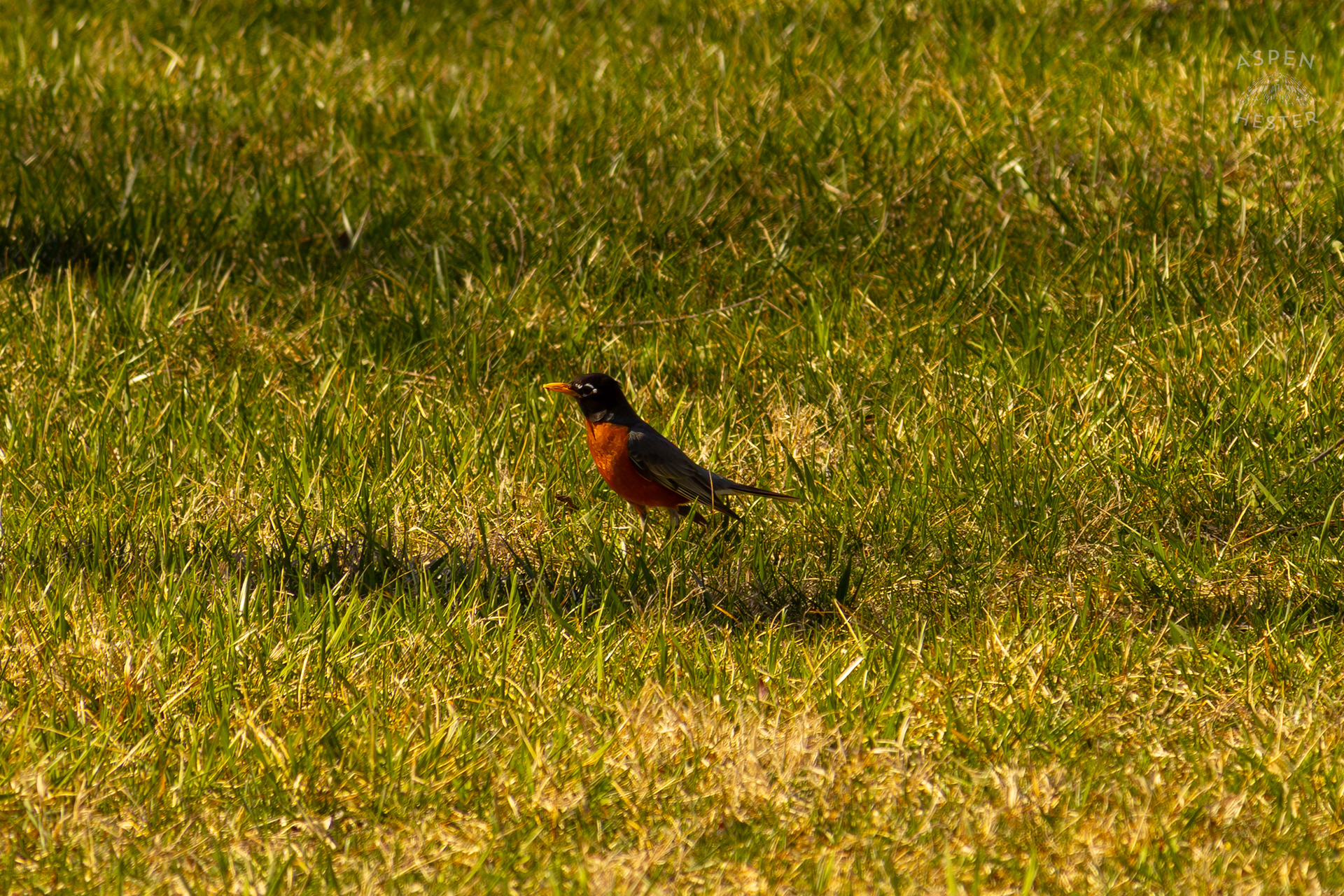 A Male Robin Searches The Grass for Food in Wendell Moore Park Right Before Spring. March 18th, 2025/Aspen Hester